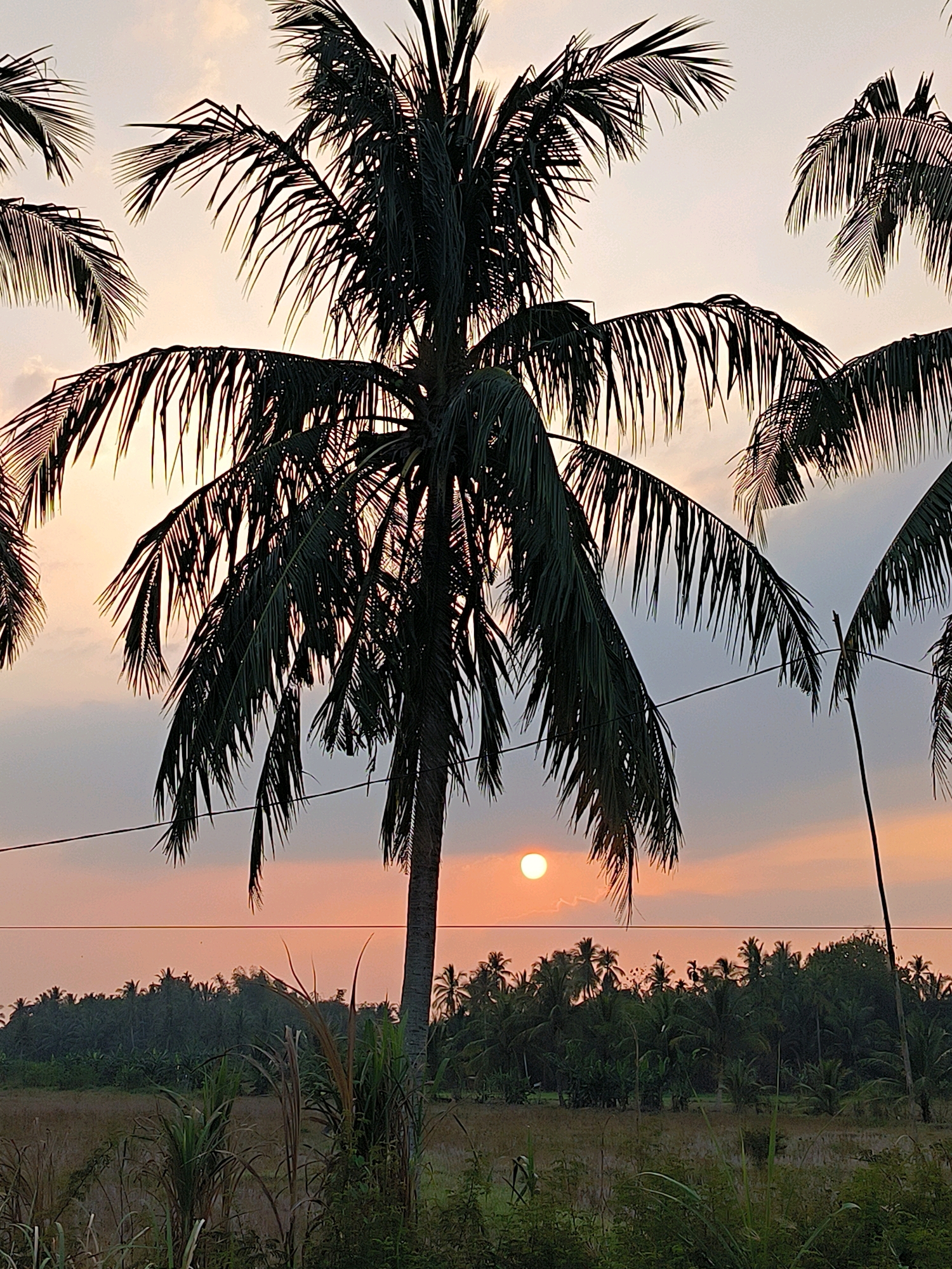 The image captures a sunset scene in Lhokseumawe, Indonesia, characterized by the silhouettes of several tall coconut palm trees against a sky painted with hues of orange and pale yellow, with scattered clouds. A small, bright sun is visible near the horizon. In the middle ground, a dense line of various trees, likely including more palms and possibly banana trees, forms a dark green backdrop. In the foreground, a field with dry grasses and some taller green vegetation is visible. A thin wire stretches horizontally across the mid-section of the image, passing in front of the distant treeline and behind some of the palm fronds. The overall atmosphere is serene and tropical.