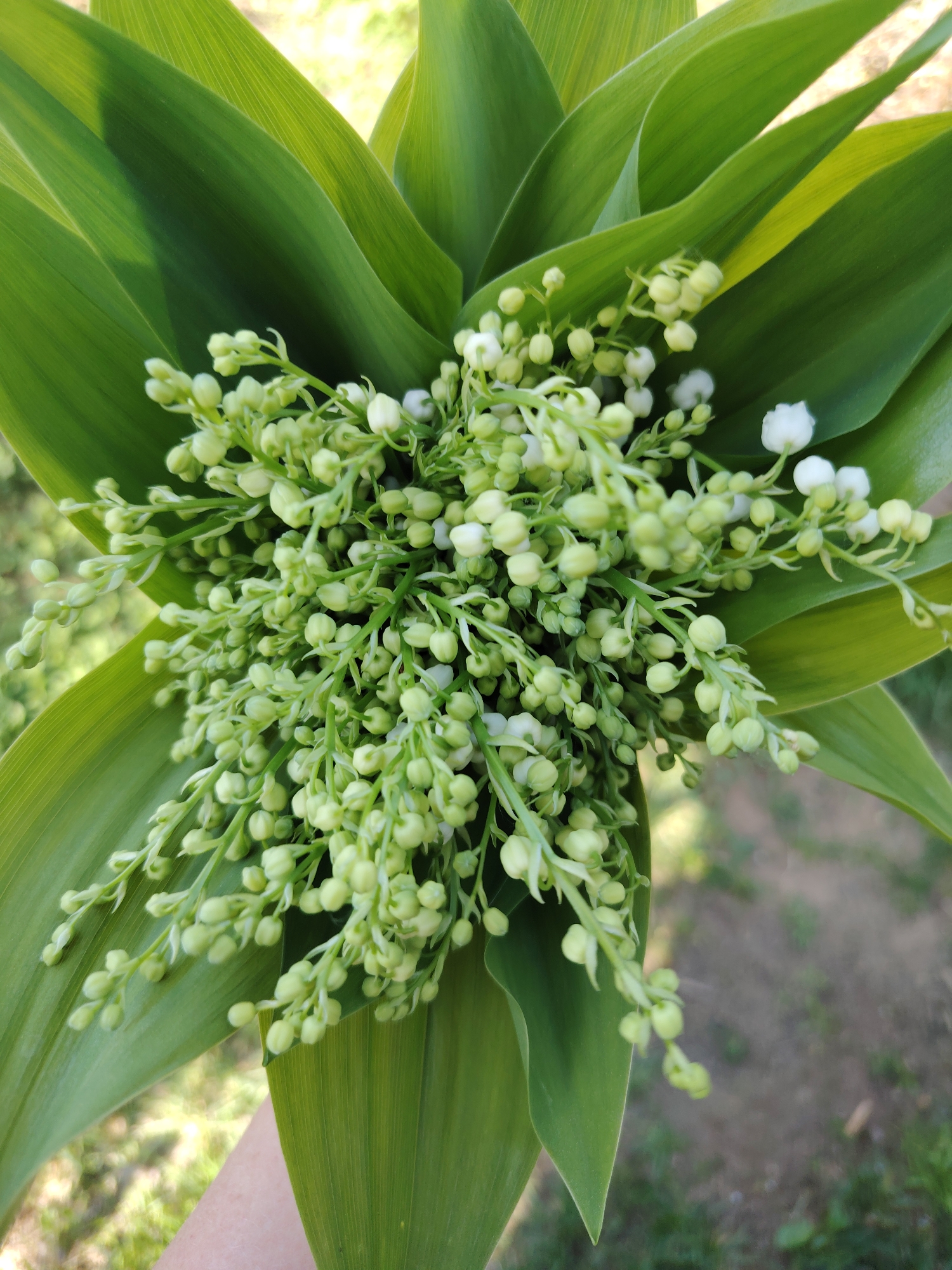 A close-up shot displays a bouquet of Lily of the Valley flowers, primarily in bud, surrounded by broad green leaves. The flowers are predominantly white and green, tightly packed at the center, and appear to be held by a person, evidenced by the visible skin of their arm. The background is slightly blurred, revealing an outdoor setting with greenery and earth. The photograph was likely taken in Chaikovsky, Russia.