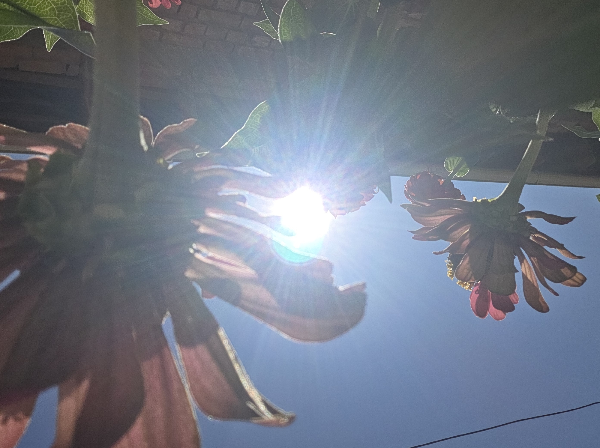 This image shows a close-up, low-angle shot of several pink flowers against a bright blue sky. The sun is prominently featured, shining directly into the camera with lens flare and light rays emanating from it. The petals of the flowers are translucent due to the bright sunlight, and some have ruffled edges. In the background, the texture of a brick wall is visible, suggesting an urban or semi-urban setting. A thin black wire runs vertically along the left side of the frame. The scene appears to be an outdoor shot, possibly in a garden or park. The location in Tokmok City, Kyrgyzstan, cannot be determined from the visual information provided in the image.