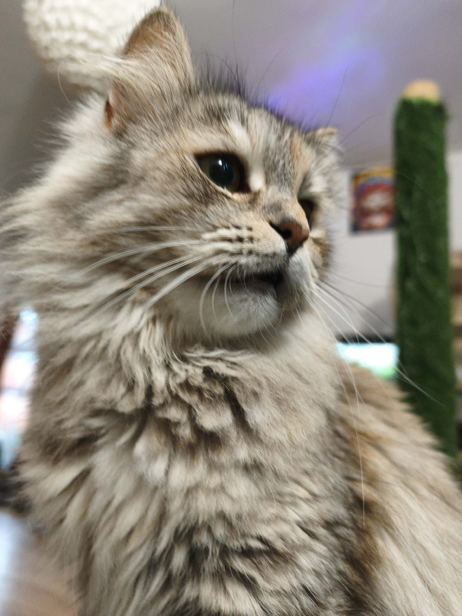 A fluffy, long-haired cat with grey and brown fur is shown in a close-up shot. The cat is looking to the right, with its mouth slightly open. Its whiskers are long and white. In the background, there is a fuzzy white object, a green object that resembles a cactus, and a blurred colorful object. There is also a faint rainbow effect visible on the wall. The environment appears to be indoors.