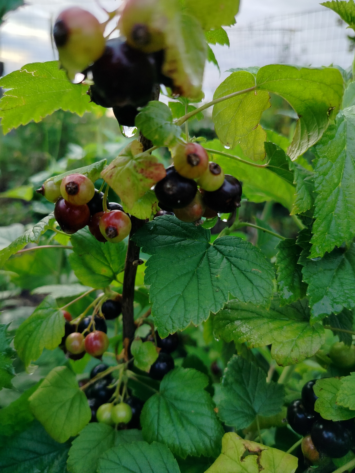 This media file features a close-up view of blackcurrant bushes laden with ripening berries. The berries are in various stages of development, with some still green, others a deep red, and many a dark purple-black. They are clustered on thin stems, surrounded by vibrant green leaves, many of which appear damp, suggesting recent rain or dew. Water droplets are visible on some of the leaves and berries, adding a glistening effect to the scene. The focus is on the berries and foliage, with the background softly blurred, hinting at an outdoor garden or natural setting. In the upper background, a pale sky with some clouds is visible, along with faint structures that could be part of a fence or netting, possibly indicating a cultivated area. The overall impression is one of natural abundance and the quiet beauty of a garden after a refreshing shower. The time of day appears to be either early morning or late afternoon, judging by the soft, diffused light. There is no visible text in the media file. The location context is Вазерки, Russia.