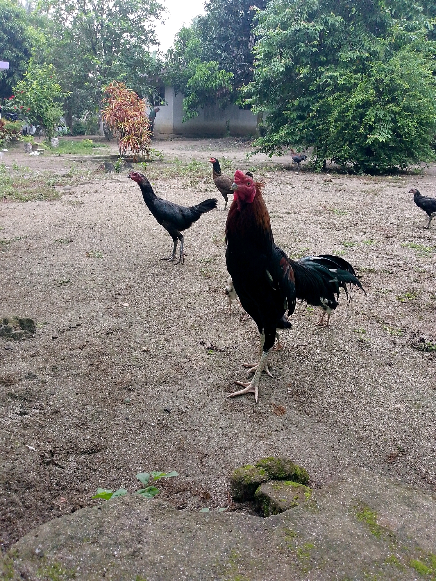 The image depicts a rural outdoor scene, possibly a farmyard or a residential backyard, in Gn Para, Indonesia. The ground is covered with dirt and small pebbles. Several chickens are present, with a prominent rooster in the foreground. This rooster has black plumage with iridescent green and blue highlights on its tail feathers and a reddish comb and wattles. Its legs are long and yellow with pronounced toes. Behind the rooster, other chickens are visible, including a black hen standing to the left and a black chick or juvenile chicken in the center. Further in the background, more chickens can be seen scattered around.
The environment is characterized by lush green trees and foliage. In the middle ground, there's a small building, possibly a house, with a white wall and a window. A person in a dark shirt is visible near the entrance of the building, partially obscured by a plant with colorful red and yellow leaves. The sky is overcast, suggesting a cloudy or perhaps rainy day. In the foreground, there are large, moss-covered rocks and some small green plants growing from the ground. The overall impression is one of a simple, natural setting in a village or rural area of Indonesia.