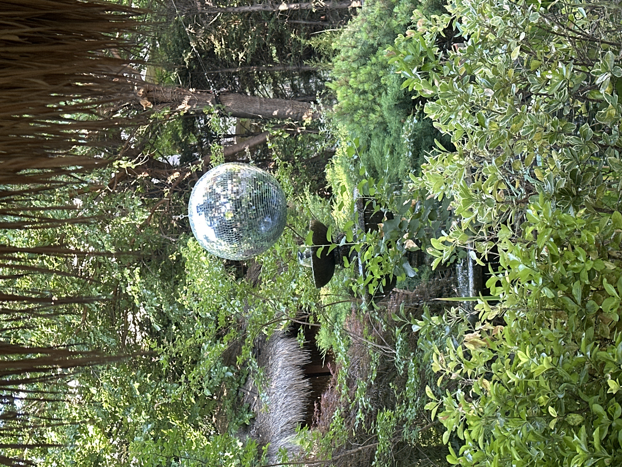 This media file depicts an outdoor scene with a disco ball hanging amongst lush greenery. The disco ball, a spherical object covered in small mirrored tiles, reflects the surrounding environment, creating a fragmented and shimmering effect. It appears to be suspended from a tree or some other overhead structure.
The setting is a densely vegetated area, likely a garden or a natural landscape. Various shades of green foliage dominate the image, with some trees and bushes visible. The sunlight filters through the leaves, creating dappled light and shadows. The overall impression is one of a natural, somewhat wild environment.
There are no people visible in the media file, nor is there any clear indication of a specific event taking place beyond the presence of the disco ball, which might suggest a celebration or party. The time of day appears to be daytime, given the bright lighting and the shadows. The weather seems pleasant, with no signs of rain or overcast skies.
Notable details include the texture of the disco ball, the intricate patterns of the leaves, and the play of light and shadow. There are also some structures partially obscured by the foliage, including what looks like a thatched roof or a similar textured surface in the lower center of the image, and possibly a dark object behind the disco ball, which could be a speaker or another decorative element.
No visible text is present in the media file. The overall mood is serene and somewhat whimsical due to the juxtaposition of the disco ball in a natural setting.