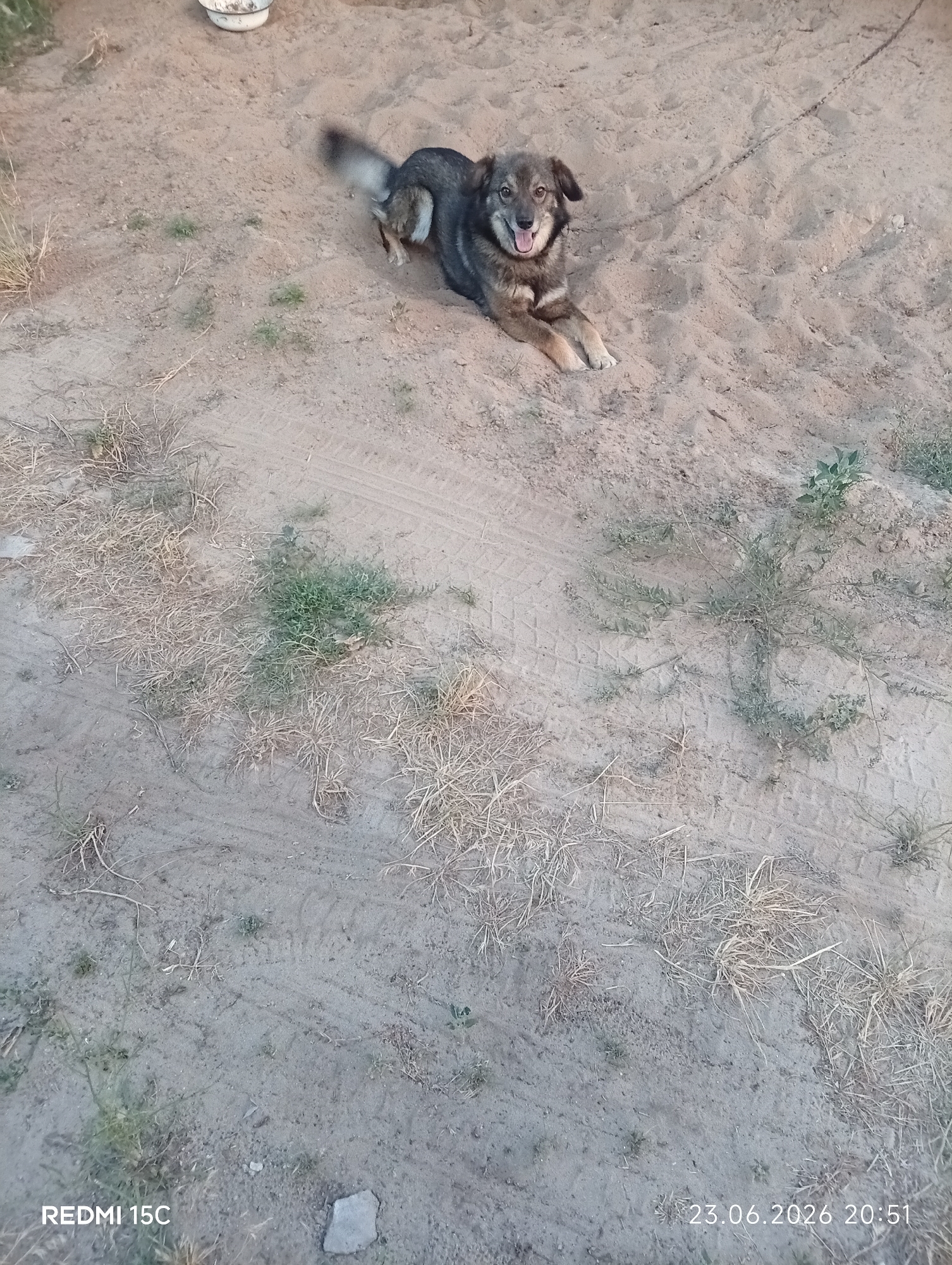 A medium-sized, mixed-breed dog with brown and gray fur is lying on sandy ground. The dog is looking directly at the camera with its mouth open and tongue out, appearing happy or excited. A chain is visible, attached to the dog's collar and stretching off to the upper right of the frame. The setting is outdoors, likely a yard or open area, with sparse dry grass and some green plants scattered across the sandy surface. Tire tracks are faintly visible in the sand. In the upper left corner, a white bowl or container is partially visible. The image has a timestamp in the bottom right corner reading "23.06.2026 20:51", suggesting it was taken in the late evening. The lower left corner shows the text "REDMI 15C". The lighting suggests it is late afternoon or early evening.