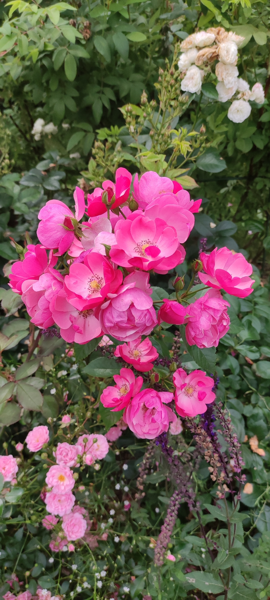 This is a close-up, vertical, full-frame shot of a cluster of bright pink roses in bloom, set against a background of lush green foliage. The roses are the dominant subject, with many individual blossoms in various stages of opening. Some are fully open, revealing delicate petals and stamen with a yellowish-brown hue. Others are still in bud form, with tightly furled petals. The overall impression is one of abundant floral growth and vibrant color. The image is taken outdoors, with natural lighting, and the focus is sharp on the roses, while the background is slightly blurred, creating a depth of field effect. The environment appears to be a garden or a park. There are no people or animals visible in the image. The presence of the roses, the greenery, and the overall aesthetic suggest a serene and natural setting. The context of Rosinka, Russia, implies this scene is located in a garden or natural area within that specific city.