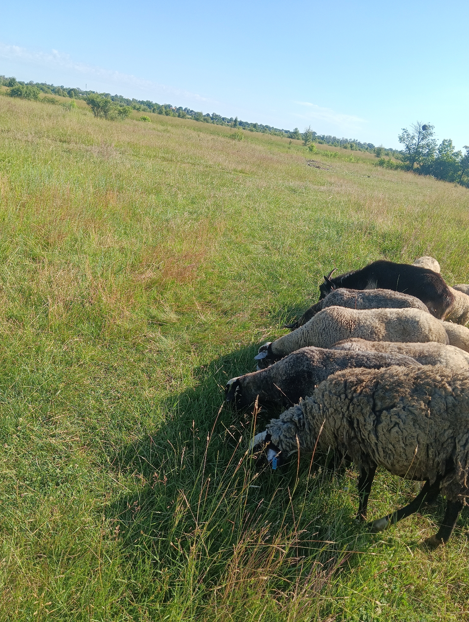 In an outdoor, rural setting, a group of sheep and one black goat are grazing in a grassy field under a clear blue sky. The grass is tall and dry in places, with some green patches. The animals are clustered together, with their heads down as they eat. The background shows a gentle slope covered in more grass and trees. The lighting suggests it is a sunny day. The location is a field in Unknown, Unknown.