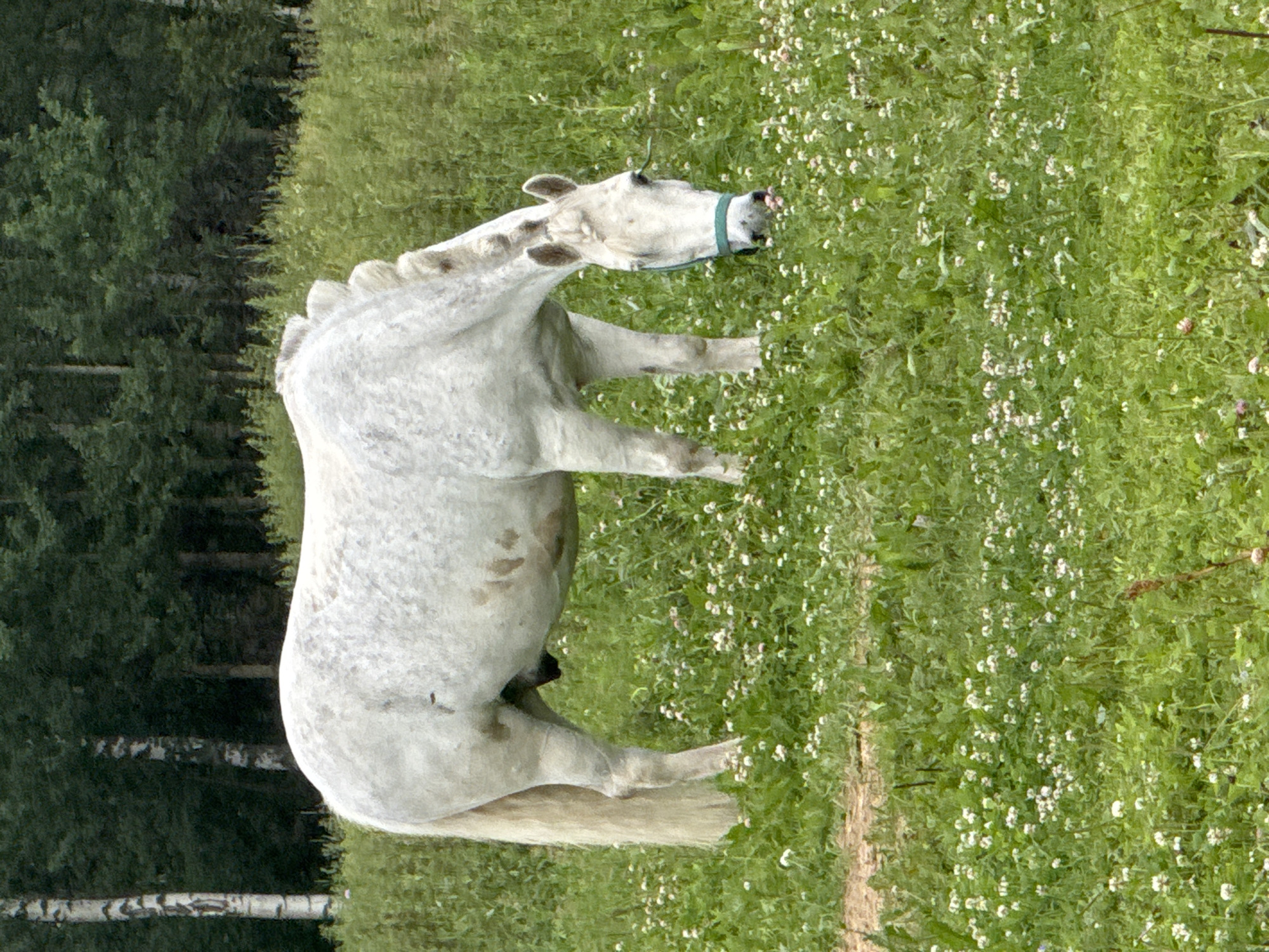 A white horse grazes in a grassy field with scattered white flowers. The horse is facing to the right, with its head lowered to the ground. The horse has a light-colored mane and tail. In the background, there are trees and a hint of a dirt path on the left. The sky is not visible in the image. The scene depicts a natural outdoor environment. There is no indication of the city of Mars, Russia.