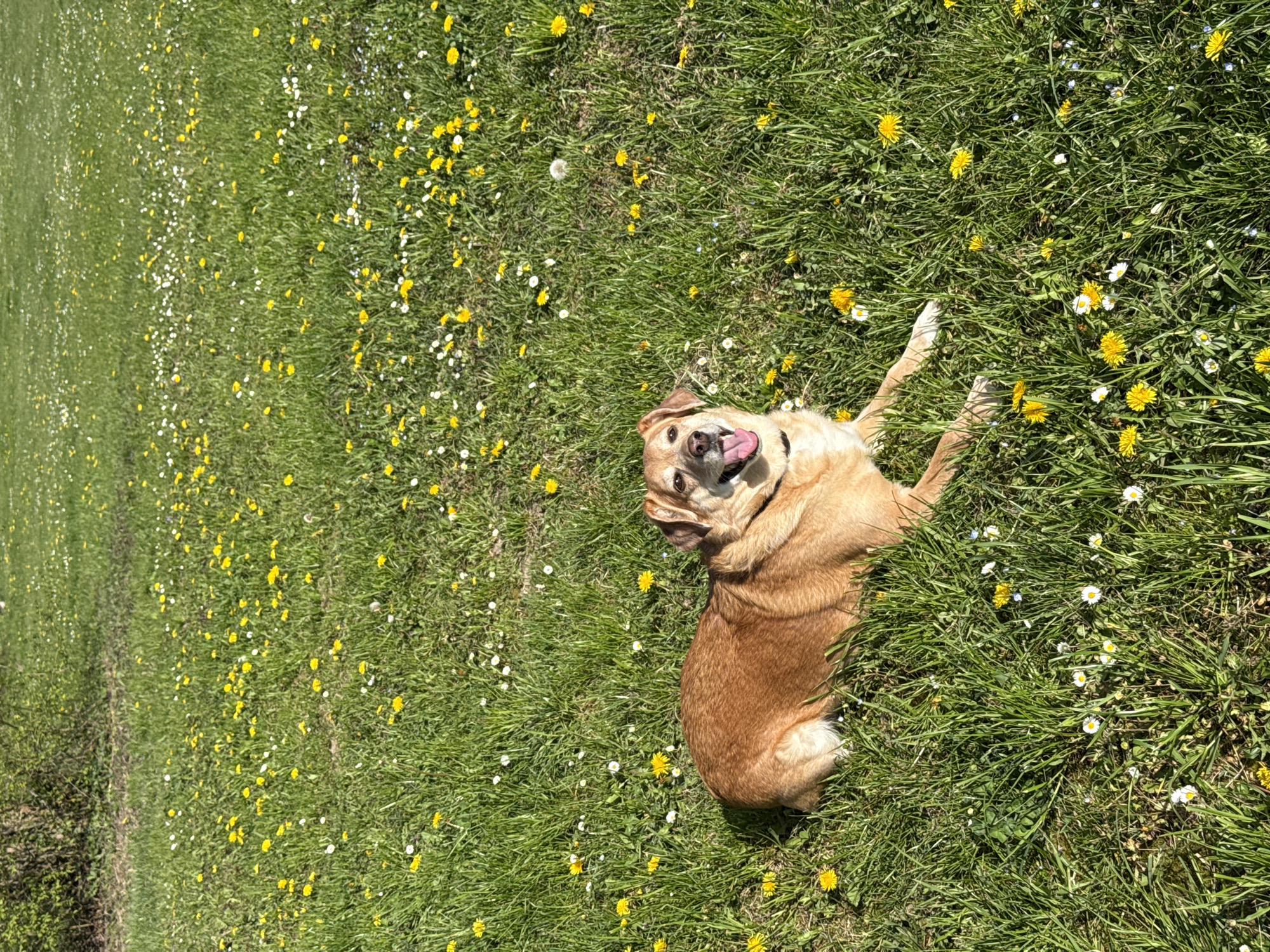 A medium-sized, light brown dog lies on its back in a field of green grass interspersed with yellow dandelions and small white daisies. The dog is centered slightly to the right and appears to be smiling with its tongue out. It is wearing a black collar. The background is a field of green grass dotted with wildflowers, suggesting a natural environment in the City of Zagreb, Croatia.