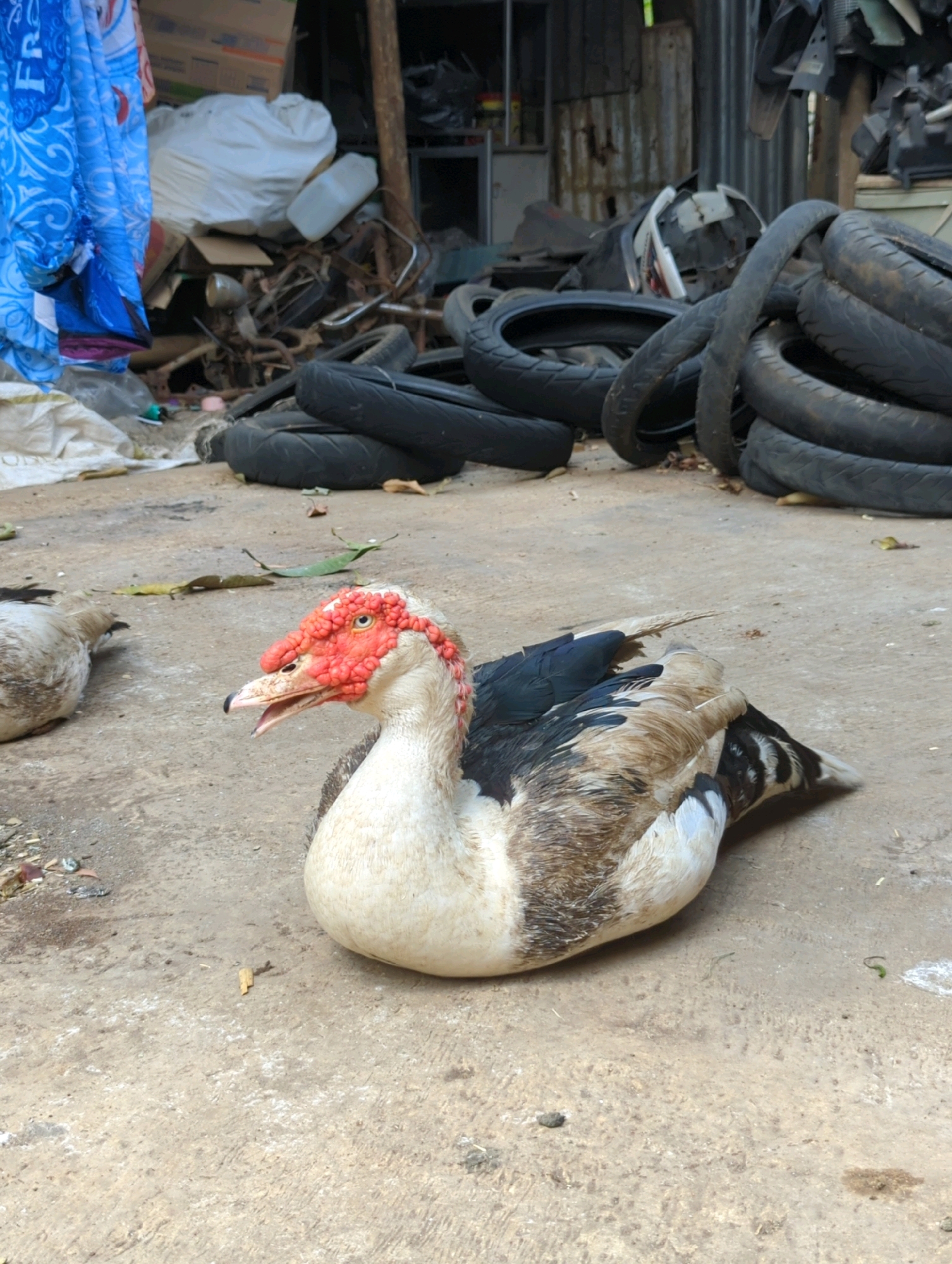 A muscovy duck with predominantly white and brown plumage and a red, bumpy face is resting on a concrete surface. The duck is positioned in the foreground, facing left with its mouth slightly open. Behind the duck, a pile of black tires is visible, suggesting an outdoor setting in what appears to be a junkyard or an area with discarded materials. The background includes a blue tarp, various discarded items, and a corrugated metal structure, consistent with a less maintained urban environment. The scene is likely in Kedungdowo, Indonesia, given the presence of muscovy ducks and the general aesthetic of the surrounding environment. There are no people or other animals immediately apparent in the image.