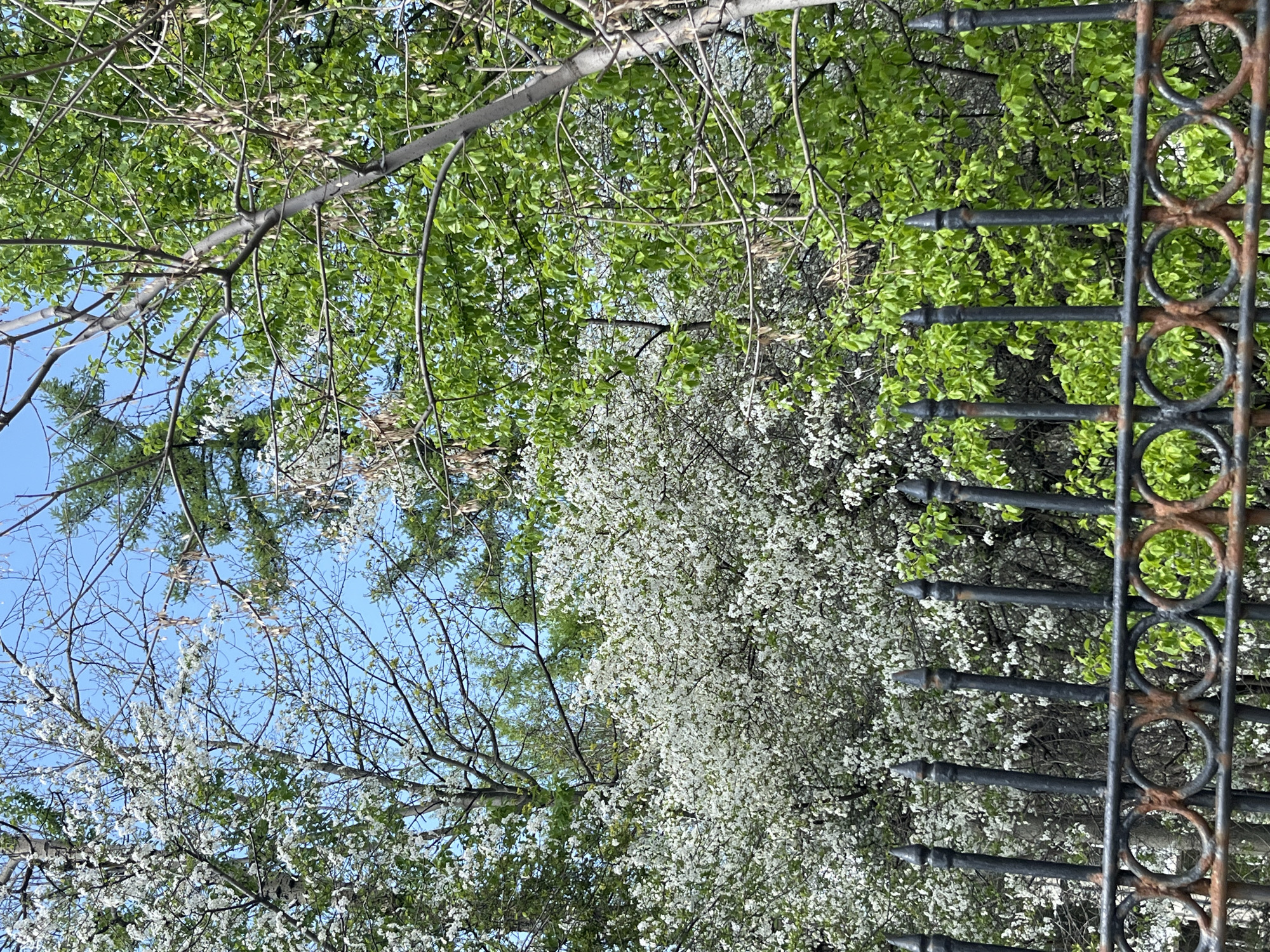 A low-angle shot looks upward toward an ornamental iron fence and beyond to trees and sky, possibly in Moscow, Russia. The iron fence is on the right side of the image and is composed of vertical bars with pointed ends and interconnected rusty circular elements. To the left of the fence, trees are abundant and in bloom. Some trees have light green leaves, while others are covered in dense clusters of white blossoms. Bare branches are also visible, reaching up towards a blue sky, suggesting either early spring or late fall. The scene appears to be taken outdoors in a natural setting, juxtaposed with the man-made ironwork.