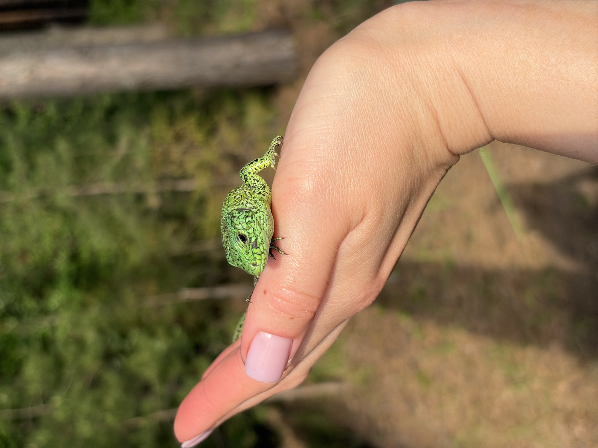 A green lizard clings to a hand with pink nail polish on one of the fingers. The location appears to be outdoors in Zabegaevo, Russia. The background consists of greenery and a wooden structure. The person is holding the lizard in their hand.