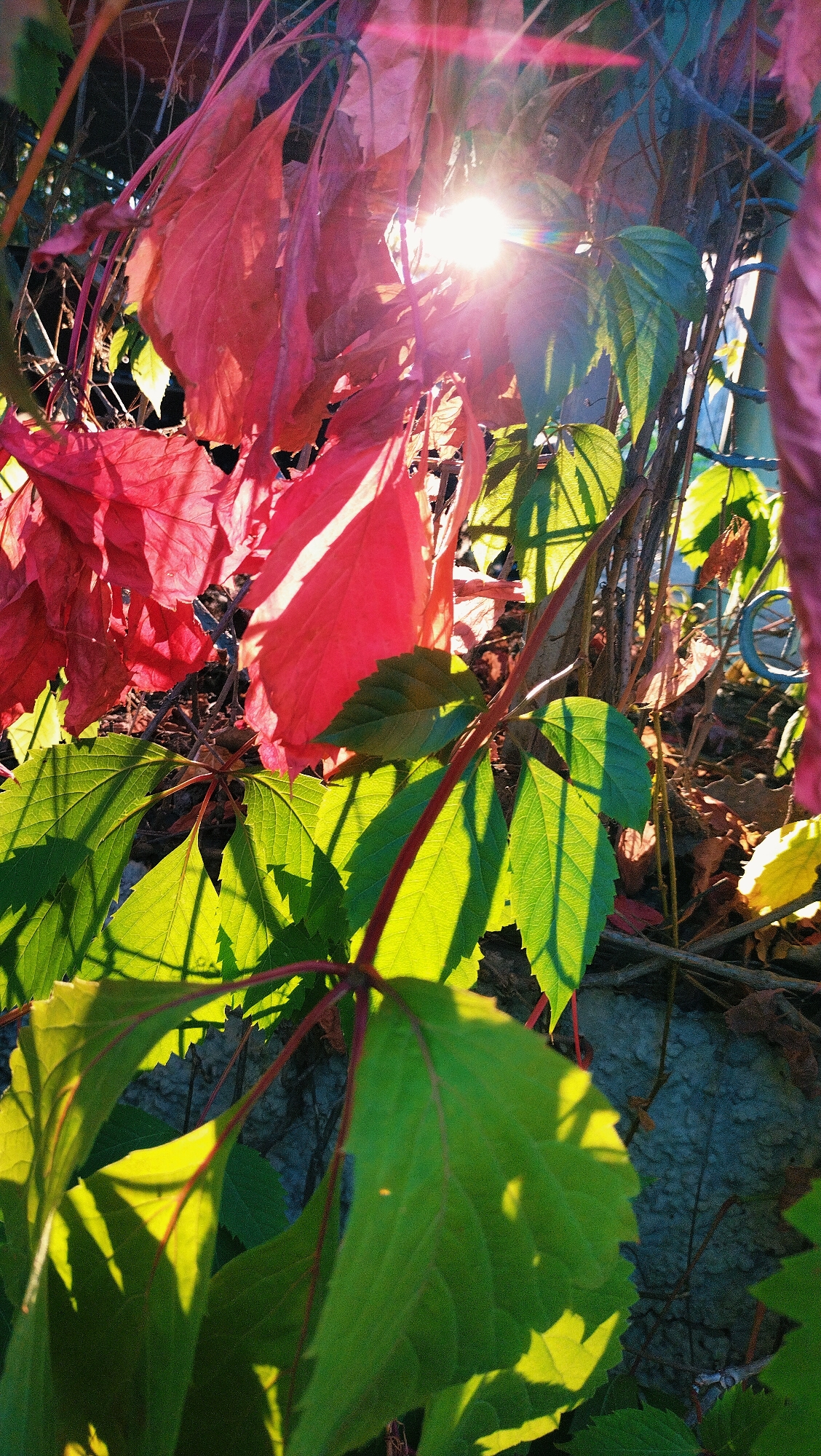 This image depicts a close-up view of Virginia creeper vines with both red and green leaves, illuminated by bright sunlight. The sun's rays create lens flares and highlight the textures of the foliage. In the background, a section of a blue and silver bicycle wheel is visible, suggesting an outdoor urban or suburban setting. The foliage is dense, with some leaves in sharp focus in the foreground and others blurred due to depth of field. The scene appears to be in Horishni Plavni, Ukraine, likely in a garden or public space with some form of fencing or trellis supporting the vines. The lighting suggests it is daytime, possibly late afternoon due to the warm hues and angle of the sun.