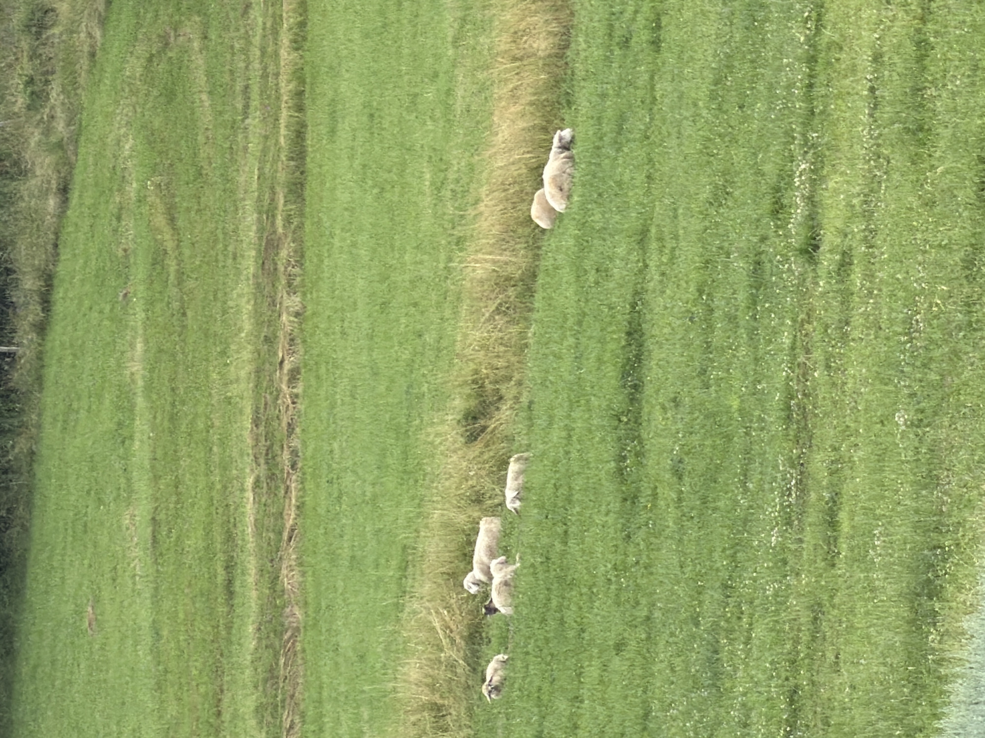 The image shows a flock of sheep grazing in a grassy field. There are at least seven sheep visible, some standing and some lying down. The field is green and appears to be rolling. In the background, there is a line of trees and a fence. The image is taken from a distance, so it is difficult to make out fine details. There is no indication of the location being in Stróża, Poland.