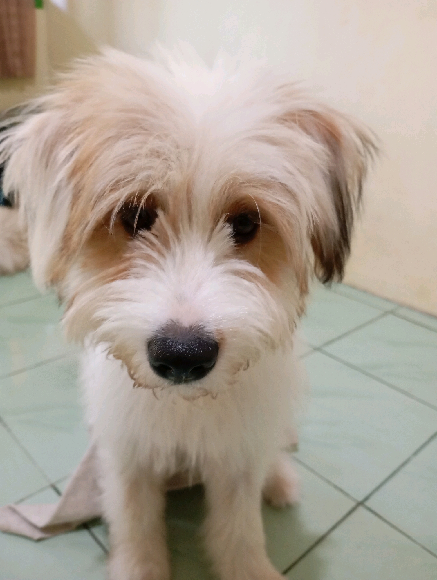 A medium shot captures a fluffy, light-colored dog, possibly a terrier mix, sitting on a light green tiled floor. The dog has shaggy fur, with lighter cream-colored fur on its face and body, and hints of tan and brown around its ears and eyes. Its nose is dark and wet. The dog appears to be looking directly at the camera with a slightly somber expression. A light-colored towel or cloth lies on the floor to the left of the dog. The background consists of a pale yellow wall and a glimpse of what appears to be a window or doorway with vertical blinds. The lighting is artificial and appears to be from an overhead source. The scene is indoors, likely in a residential setting within Balikpapan, Indonesia.