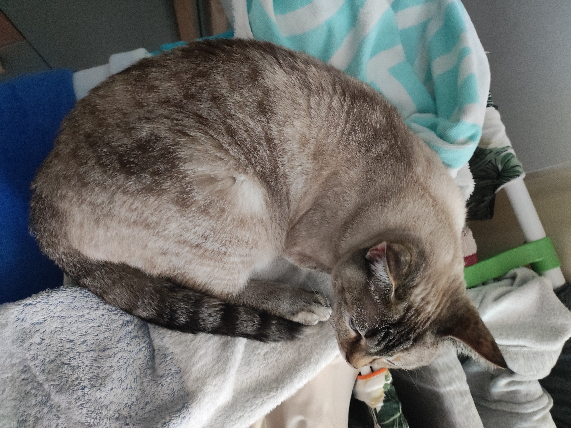 A tabby cat is curled up on a pile of clothes, some of which are blue and white striped. The cat is facing to the right, with its head down. The background is out of focus but appears to be a room with a wall and a shelf. The image was taken indoors. There is no information about the location being Moscow, Russia.