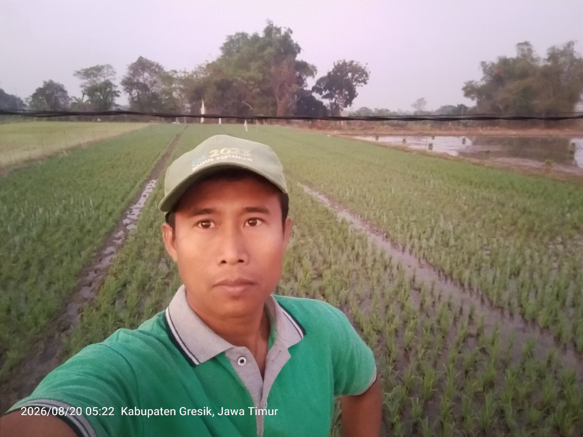 A medium shot selfie captures a man in a green polo shirt and a light green cap in a rice paddy. The cap has "2023 SENSUS PERTANIAN" printed on it. The man is positioned in the foreground, slightly off-center to the left, with a direct gaze at the camera. Behind him, the rice paddy stretches into the distance, divided by irrigation channels. Trees are visible in the background, and the sky is overcast. A timestamp and location "2026/08/20 05:22 Kabupaten Gresik, Jawa Timur" are superimposed on the bottom left corner of the image.