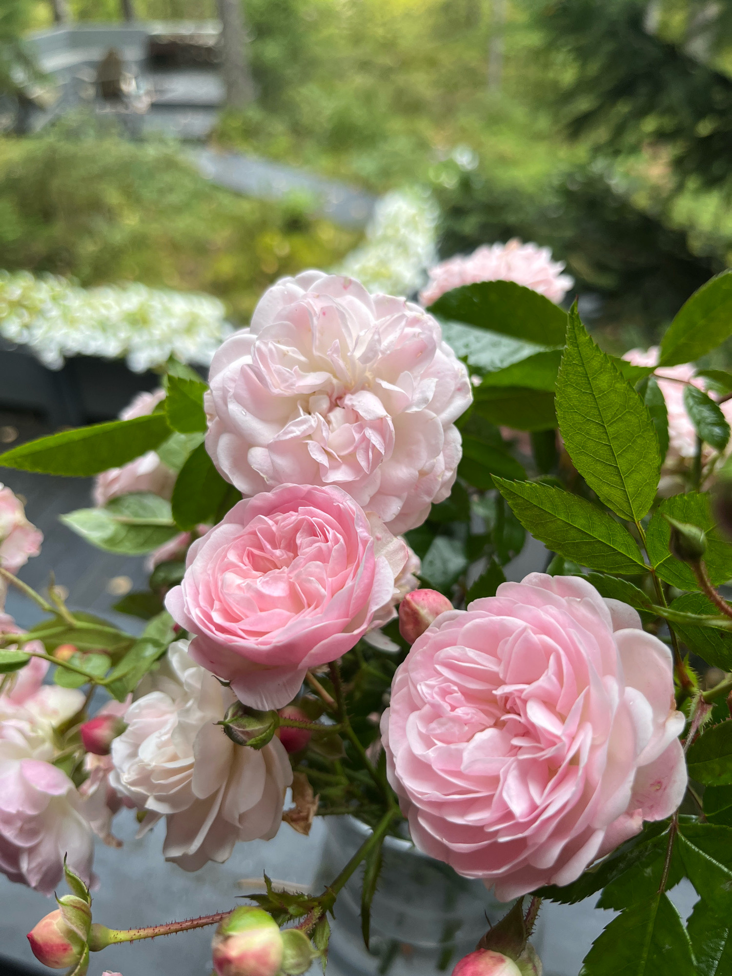 A close-up, eye-level shot captures a bouquet of pale pink roses and rosebuds. The roses are lush and full, with many layered petals. Green leaves with visible veins are interspersed with the flowers. The background is softly blurred, showing hints of lush greenery, trees, and possibly a pathway, suggesting an outdoor setting. The lighting is natural, highlighting the delicate textures of the rose petals and leaves. There are no people or specific landmarks indicating a precise location within the city of Arfa, Russia.