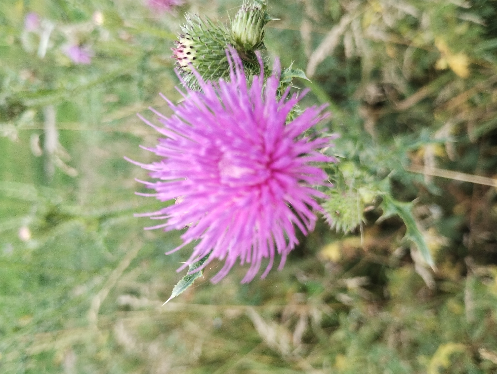 The image shows a close-up of a purple thistle flower in a field of green grass. The flower is in focus, while the background is blurred. There are other thistles and vegetation visible in the background. The lighting suggests it is daytime. The image does not provide information about the location in the city of Sumy, Ukraine.
