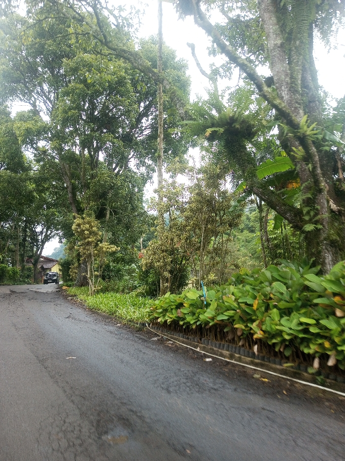 A winding asphalt road cuts through lush greenery. Dense trees line both sides, with some bearing ferns and moss on their trunks. A thick row of plants in small pots edges the road. A car is visible further down the road near a house. The sky is overcast, casting a diffused light over the scene. The vegetation suggests a humid environment.