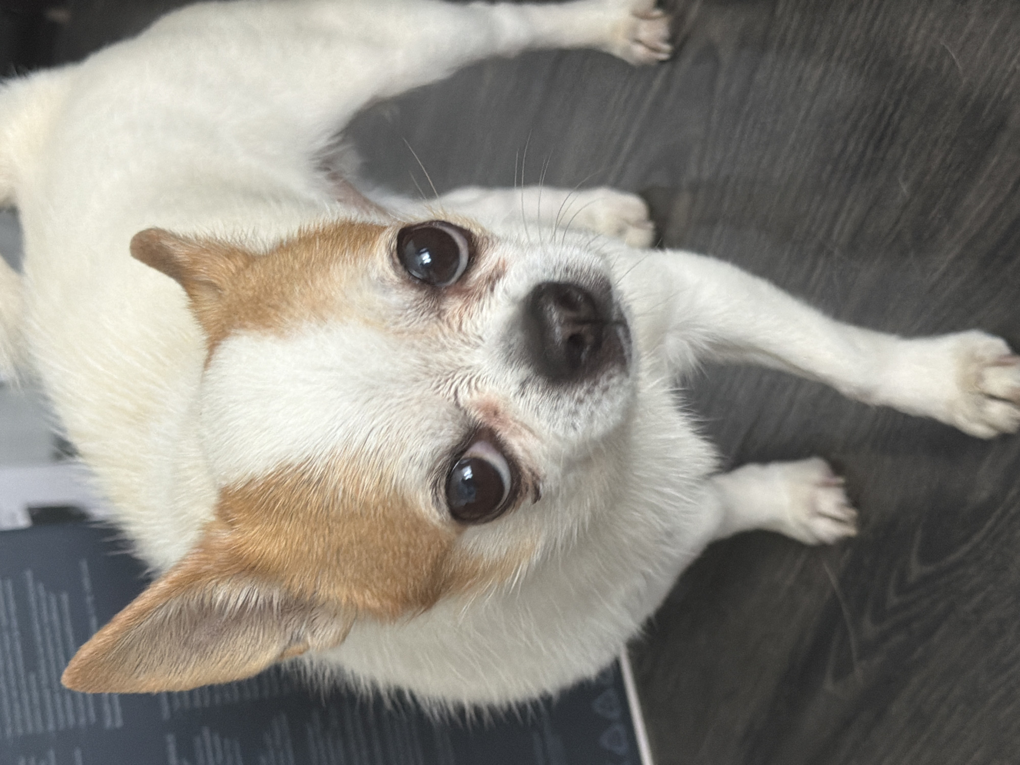 A close-up, high-angle shot shows a small, white and tan dog with large, dark eyes looking up at the camera. The dog is lying on a dark, wooden floor with visible grain patterns. The dog's fur is predominantly white with tan markings on its head and ears. Its ears are pointed and alert. The dog's paws are visible, with one paw resting in the foreground and another extended towards the top of the frame. The lighting suggests it is daytime, but no specific time of day or weather conditions can be determined. The dog appears calm and attentive. There is no visible text in the image.
