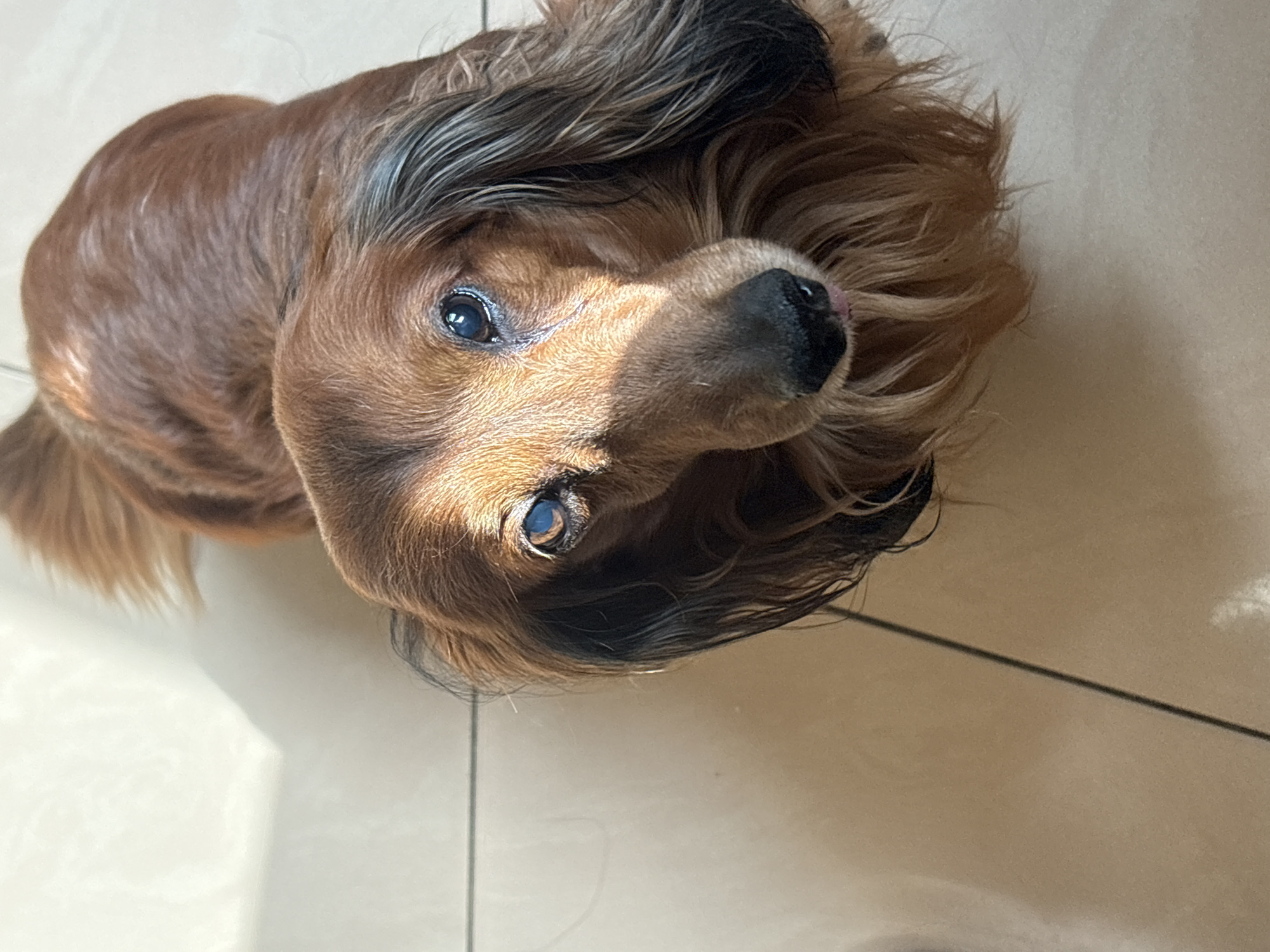 A brown, long-haired dachshund is looking up at the camera, lying on a light beige tile floor. Sunlight creates shadows on the tiles and the dog's fur. The location is unknown and is not possibly Krasnoyarsk, Russia, based on the image.