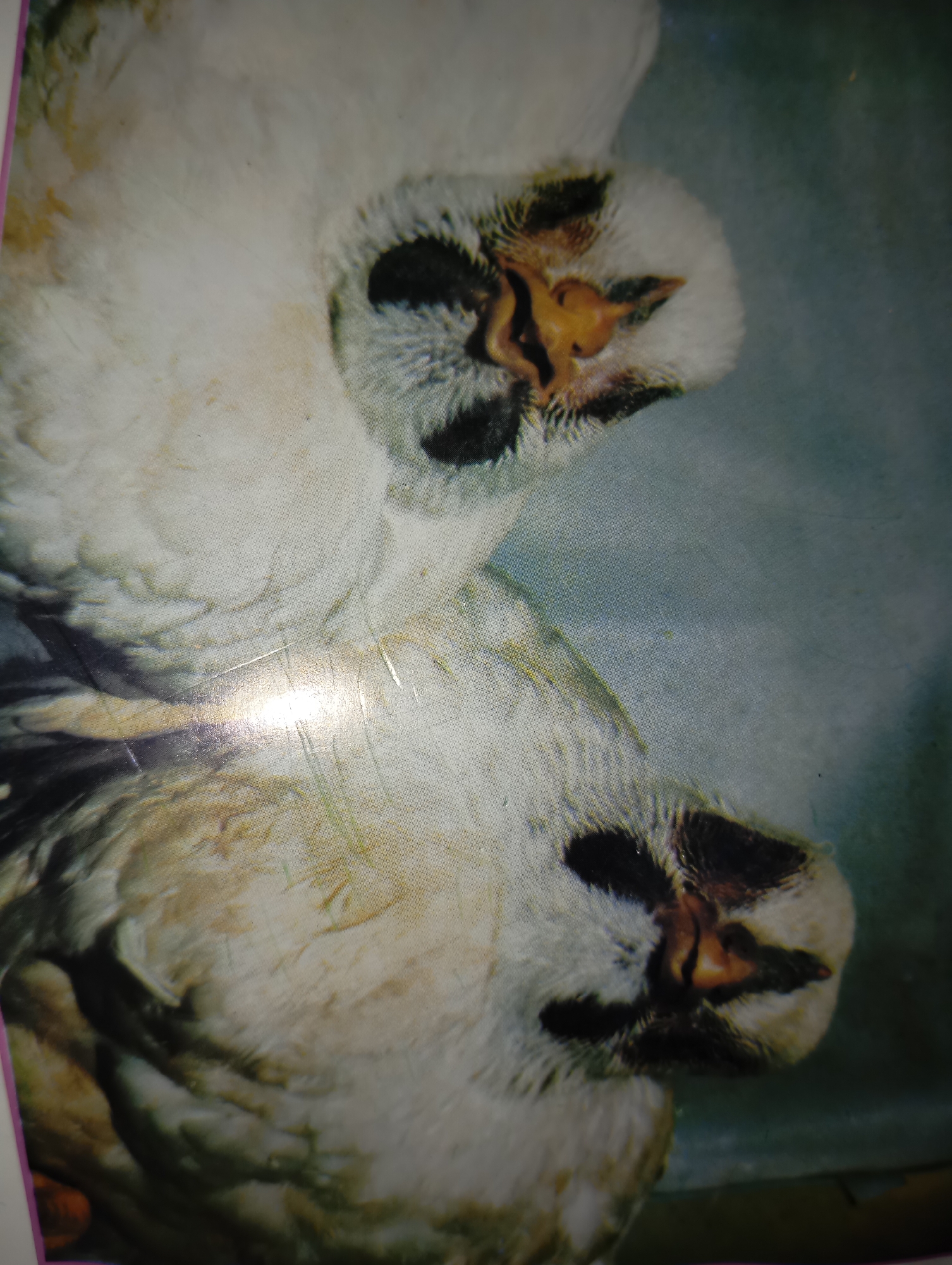 This image shows a close-up of two young barn owls. The owls are predominantly white and fluffy with dark markings around their eyes and on their wings. Their beaks are a distinctive orange color. The background is a soft blue-gray, suggesting an outdoor environment or a studio setting. There is no visible indication of the city of Mansehra, Pakistan, or any specific urban elements within the image.
