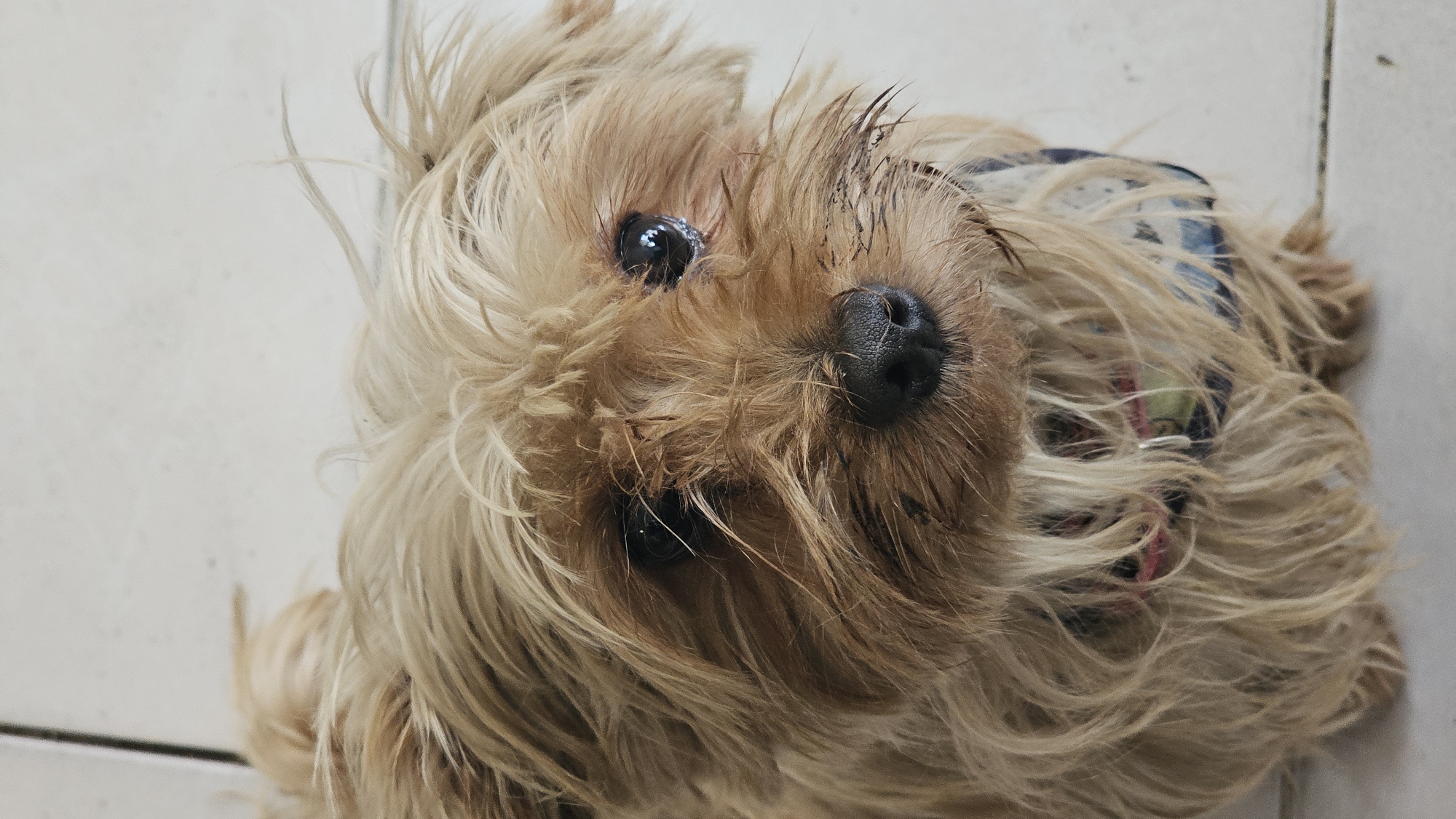 A close-up, eye-level shot focuses on a small, long-haired dog, likely a Yorkshire Terrier or similar breed, with light brown and blonde fur. The dog is positioned on a light-colored, tiled floor. The dog's black nose is prominent. One eye is visible and reflects light. The dog is wearing a collar. San Bernardino Tlaxcalancingo, Mexico is not discernible in the image.
