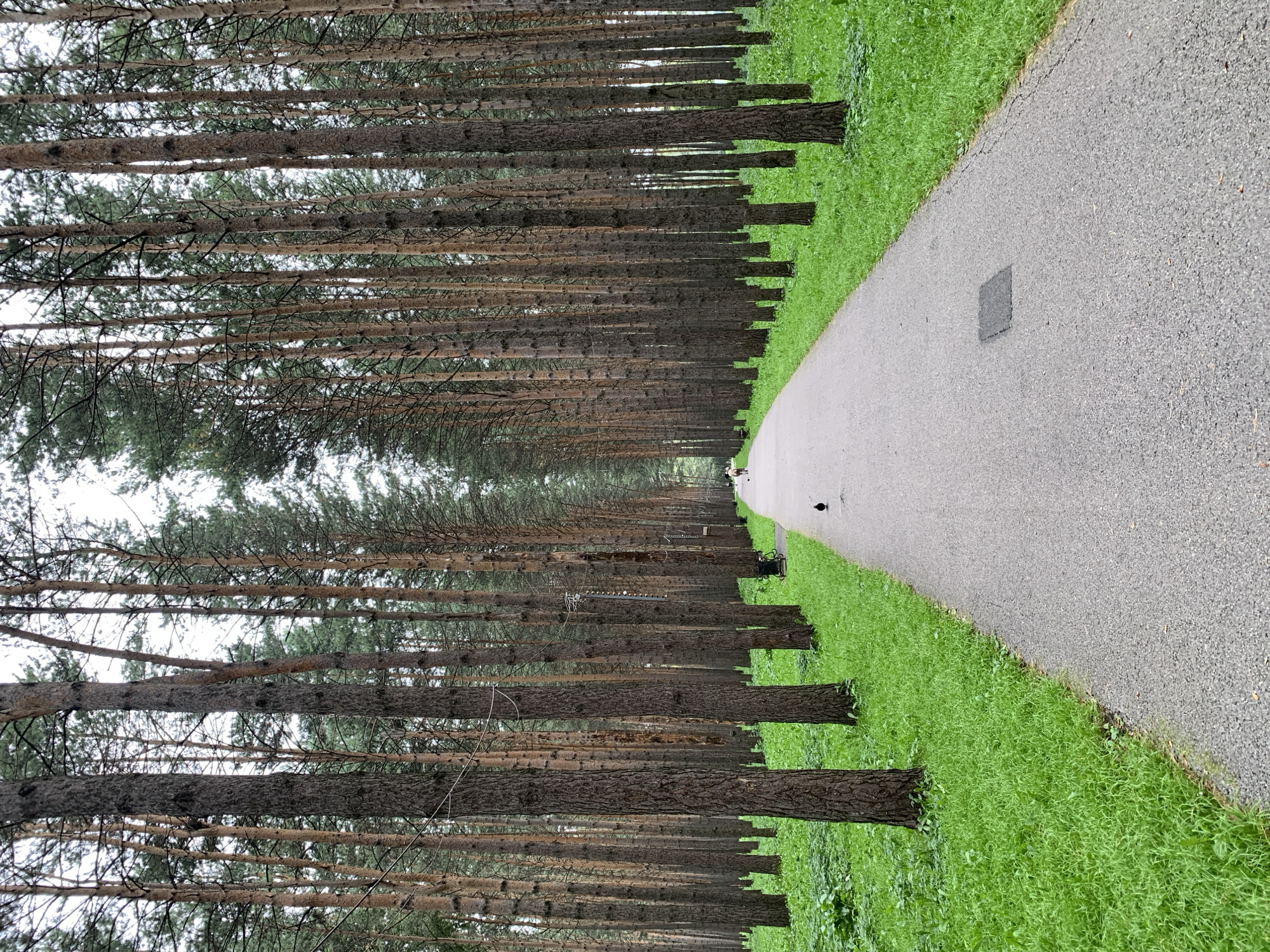 A paved pathway stretches into the distance, flanked by a dense forest of tall, slender pine trees. Lush green grass covers the forest floor. In the foreground, a small black bird stands on the pathway. Further down the path, a person is visible walking, and a bicycle is parked on the side. The sky is overcast. The scene is located in a park in the city of Prokopyevsk, Russia.