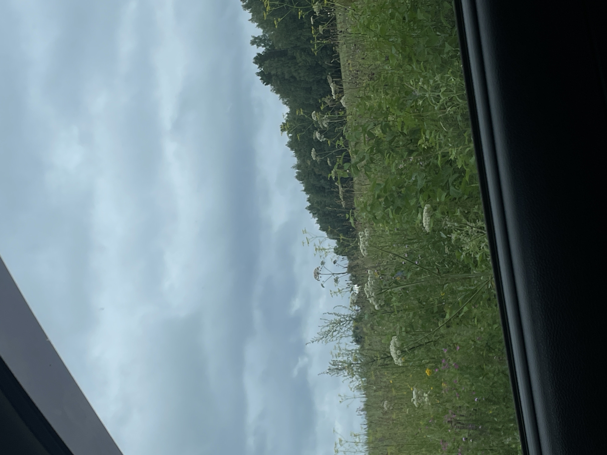 The image shows a view from inside a vehicle looking out at a field of wildflowers and a forest under a cloudy sky. The foreground is dominated by the interior of the car, with a dark, textured surface visible along the bottom edge of the frame, likely the dashboard or door panel. Above this, the expansive sky is filled with heavy, grey clouds, suggesting an overcast or approaching storm. The middle ground features a lush, green field dotted with various wildflowers, some with white, umbrella-shaped flower heads and others with smaller, purplish blooms. A dense forest with dark green trees forms the background, stretching across the horizon. The overall scene depicts a natural landscape, likely rural, and there is no indication of the specific location within Gavrilovka, Russia. No people or specific actions are depicted in the image.