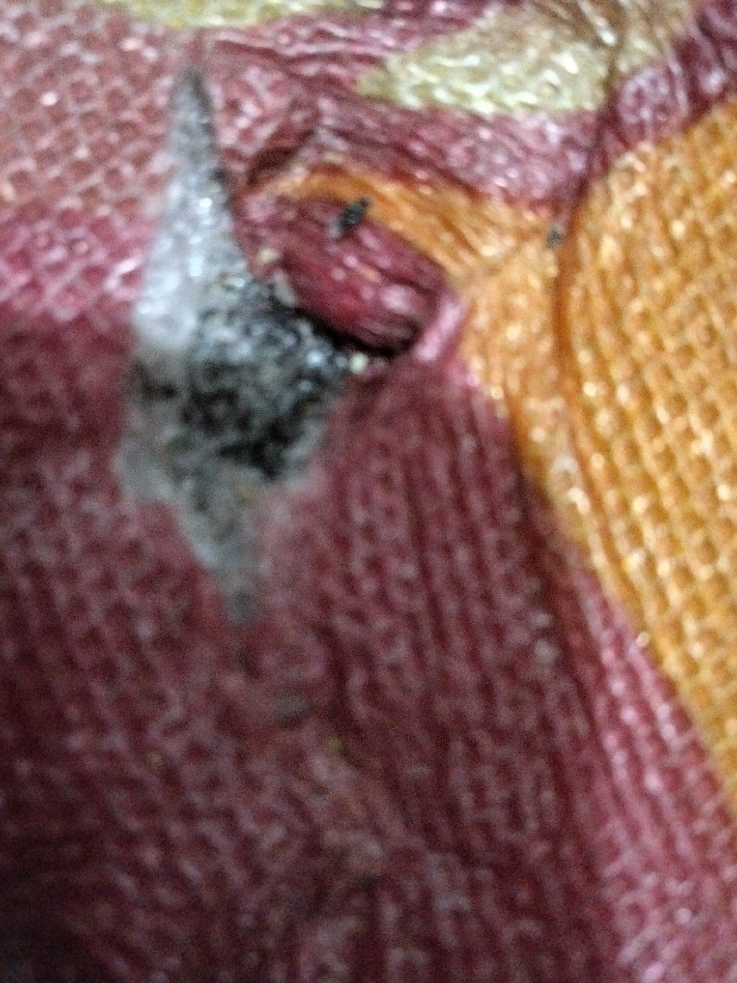 This is a close-up, out-of-focus image of a textured surface, possibly fabric or a woven material. The dominant colors are shades of red, pink, and orange. There appears to be a dark, amorphous shape with some lighter, fuzzy material clinging to it, located slightly off-center to the left. This dark shape could be dirt, a stain, or perhaps a small insect. The texture of the material is very prominent, with a crisscross pattern visible in the red and pink areas, and a more granular texture in the orange area. The lighting is diffuse, and it is difficult to determine a specific time of day or weather conditions. There is no discernible text or any indication of people or a specific setting beyond the material itself. The image seems to be focused on a small detail within a larger object or surface. The overall impression is one of close examination of a material that may be dirty or damaged. Given the location context of Benuaraja, Indonesia, this could potentially be a detail of clothing, upholstery, or a decorative item.