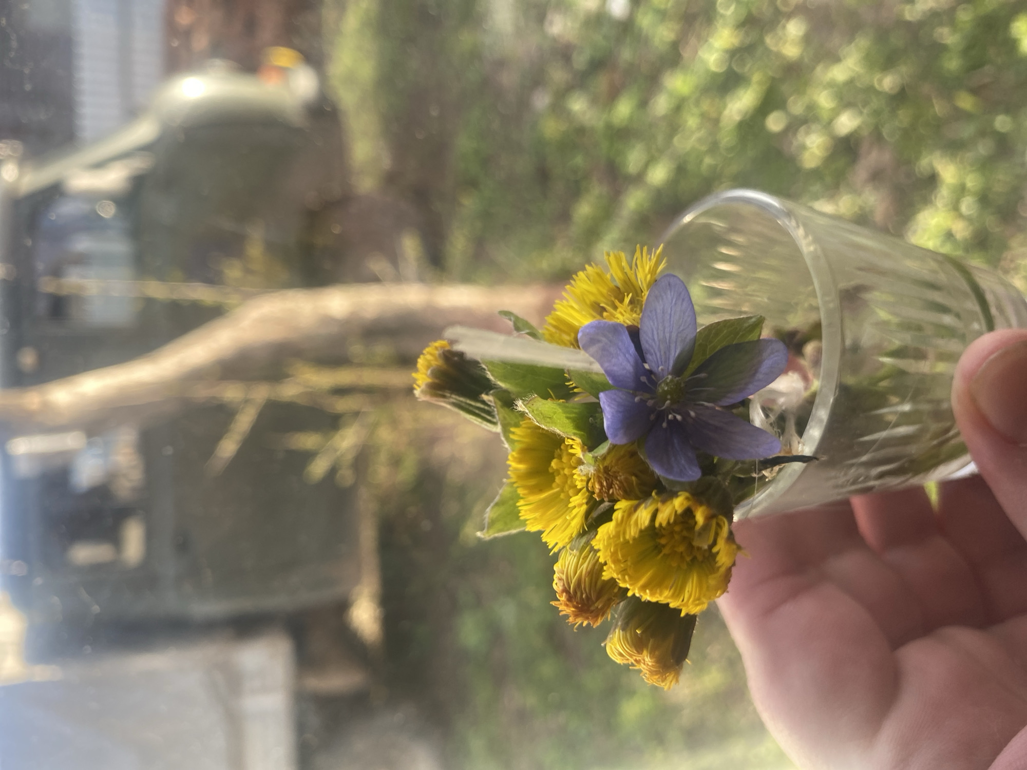The image shows a hand holding a small, clear, faceted glass containing a bouquet of wildflowers, set against a softly blurred natural background. The original image is rotated 90 degrees counter-clockwise.
**Subjects:** The primary subjects are a human hand, a small glass, and several wildflowers. The hand, visible in the lower right, appears light-skinned and holds the glass gently.
**Objects:** The glass is transparent and features vertical ridged or faceted patterns. Inside, there are multiple yellow flowers, which strongly resemble Coltsfoot (Tussilago farfara) due to their bright yellow petals and the presence of both open blooms and closed buds. One prominent purple flower, possibly Hepatica (Liverwort), stands out amongst the yellow ones, displaying delicate petals and a darker center.
**Scene/Setting:** The scene appears to be set indoors, looking out through a window, or possibly outdoors with a very shallow depth of field. The background is highly blurred, creating a bokeh effect, and consists of natural elements like green foliage and trees. A large, indistinct light-brown object, possibly a tree trunk or branch, crosses the mid-ground. Farther in the distance, vague shapes suggest a building or other structure, all rendered softly out of focus.
**Activity or event taking place:** The activity is simply holding or presenting a small collection of freshly picked wildflowers in a glass. This could be a moment of appreciation for nature's beauty or a simple decoration.
**Notable details:**
* **Time of day:** The bright, natural illumination suggests daytime, likely morning or late afternoon given the soft quality of light.
* **Weather:** Implied to be mild enough for these specific wildflowers to be blooming.
* **Location cues:** The types of wildflowers (Coltsfoot, Hepatica) are characteristic of early spring in temperate regions, consistent with the provided location context of Фоки, Russia. The natural, green background indicates an outdoor environment.
* **Emotions:** The image evokes a sense of simple beauty, appreciation for nature, and tranquility.
* **Visible text:** There is no visible text in the image.