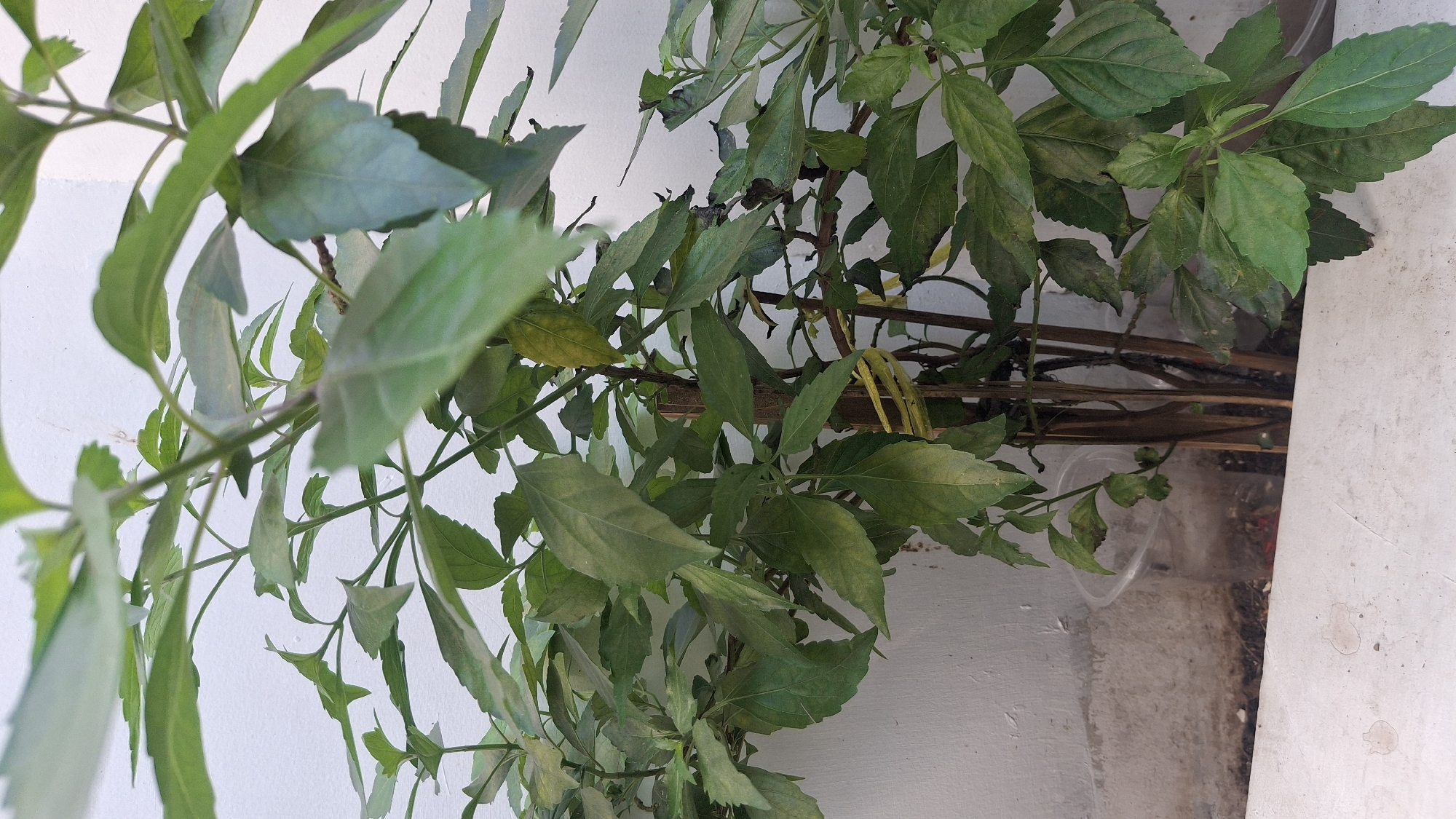 The image displays a close-up view of a green leafy plant with multiple stems. The plant is supported by several thin wooden stakes that are tied together with a yellow elastic band. The plant is potted in a clear plastic container, which is partially visible at the bottom of the frame. Behind the plant is a textured white wall, and the foreground features a white surface with water stains. The lighting suggests an outdoor setting, possibly in the city of Tasikmalaya, Indonesia, given the context provided. There are no people or animals visible in the image.