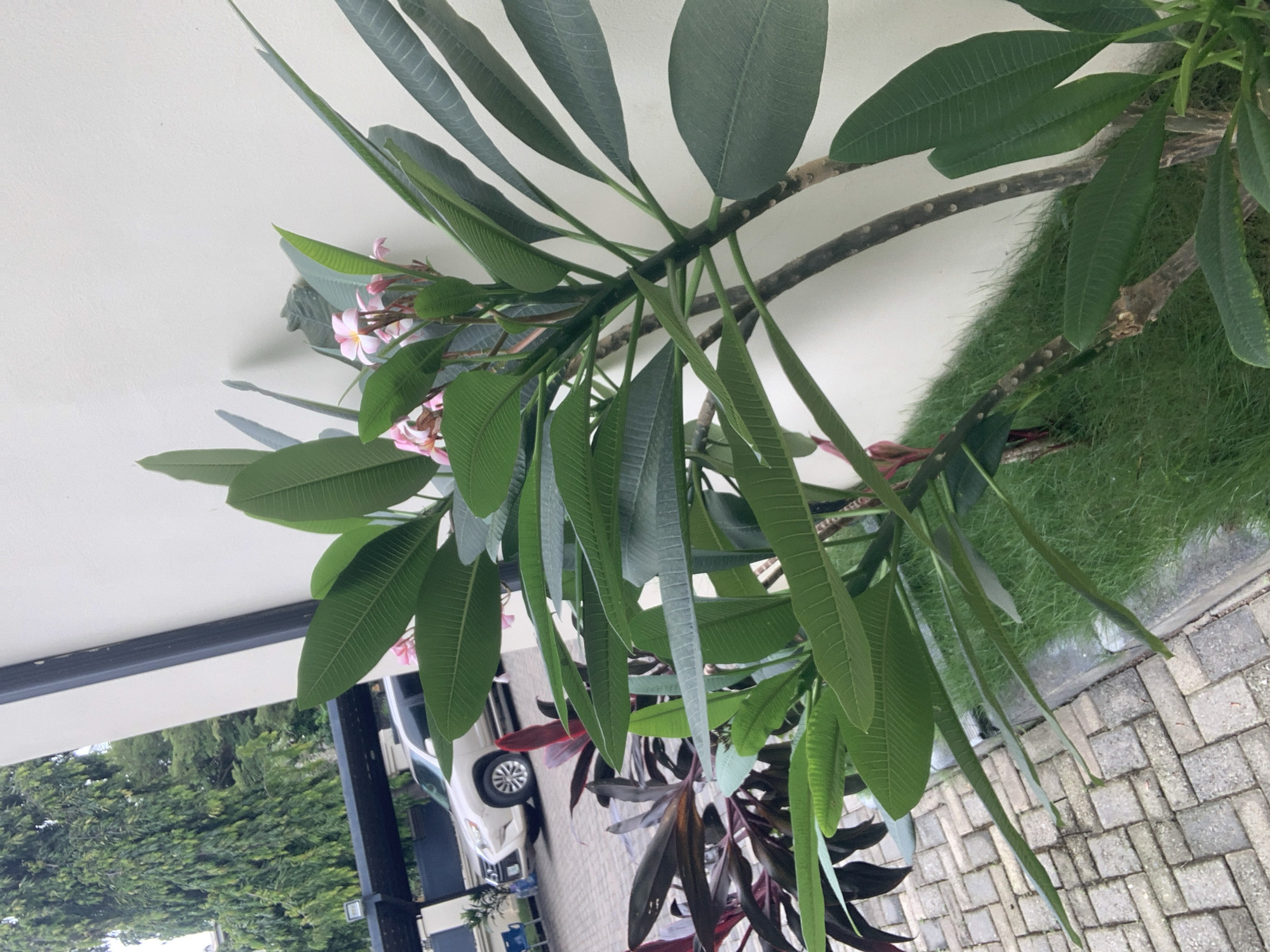 The image shows a close-up of a plumeria plant with large green leaves and a few small pink flowers. The plant is in bloom, with delicate pink blossoms peeking out from the foliage. The leaves are a deep green with prominent veins, and the branches are a dark, woody color. The background is blurred but suggests an outdoor setting with a paved walkway and some greenery. A white vehicle is partially visible on the left side of the image, suggesting a residential or commercial area. The lighting suggests it is daytime, and the overall atmosphere is peaceful and serene. The image appears to be taken from a slightly elevated angle, looking down at the plant. The plumeria plant is the clear focal point, with its lush leaves and subtle flowers creating a sense of natural beauty. The composition is dominated by the plant's foliage, with the background elements providing context without distracting from the main subject. There is no visible text in the image.
