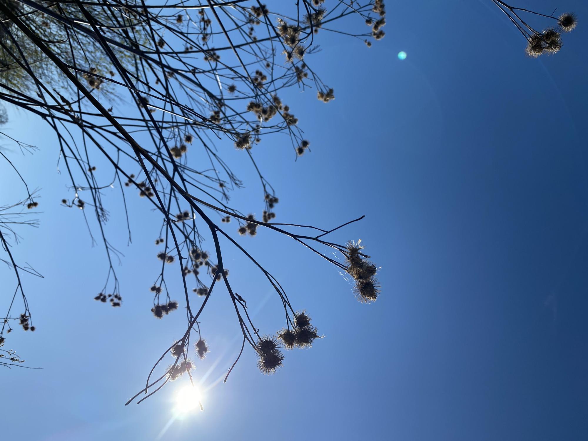 The image shows bare tree branches with spiky, burr-like seed heads silhouetted against a clear, bright blue sky. The sun is visible at the bottom of the frame, causing a lens flare. The scene appears to be outdoors on a sunny day. The location in Kemul, Russia, is not evident from the image.