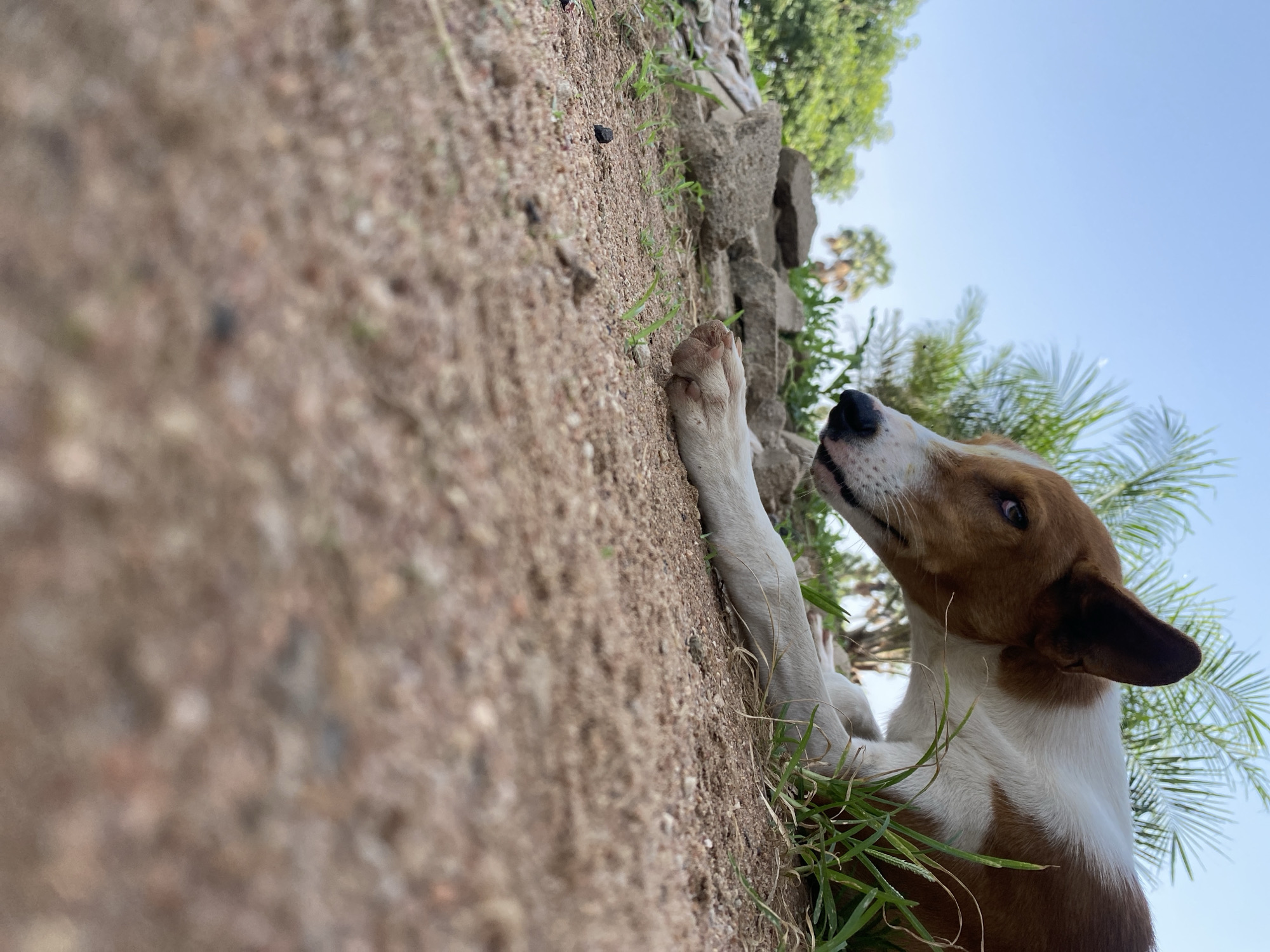 In Jalingo, Nigeria, a brown and white dog lies on dry, sandy ground. The dog is positioned in the foreground, facing to the left with its head lowered. Its left paw is visible, resting on the ground. In the background, palm trees and lush green foliage suggest a warm, tropical environment. The sky is a clear, light blue. The scene appears to be outdoors, possibly in a yard or natural area.