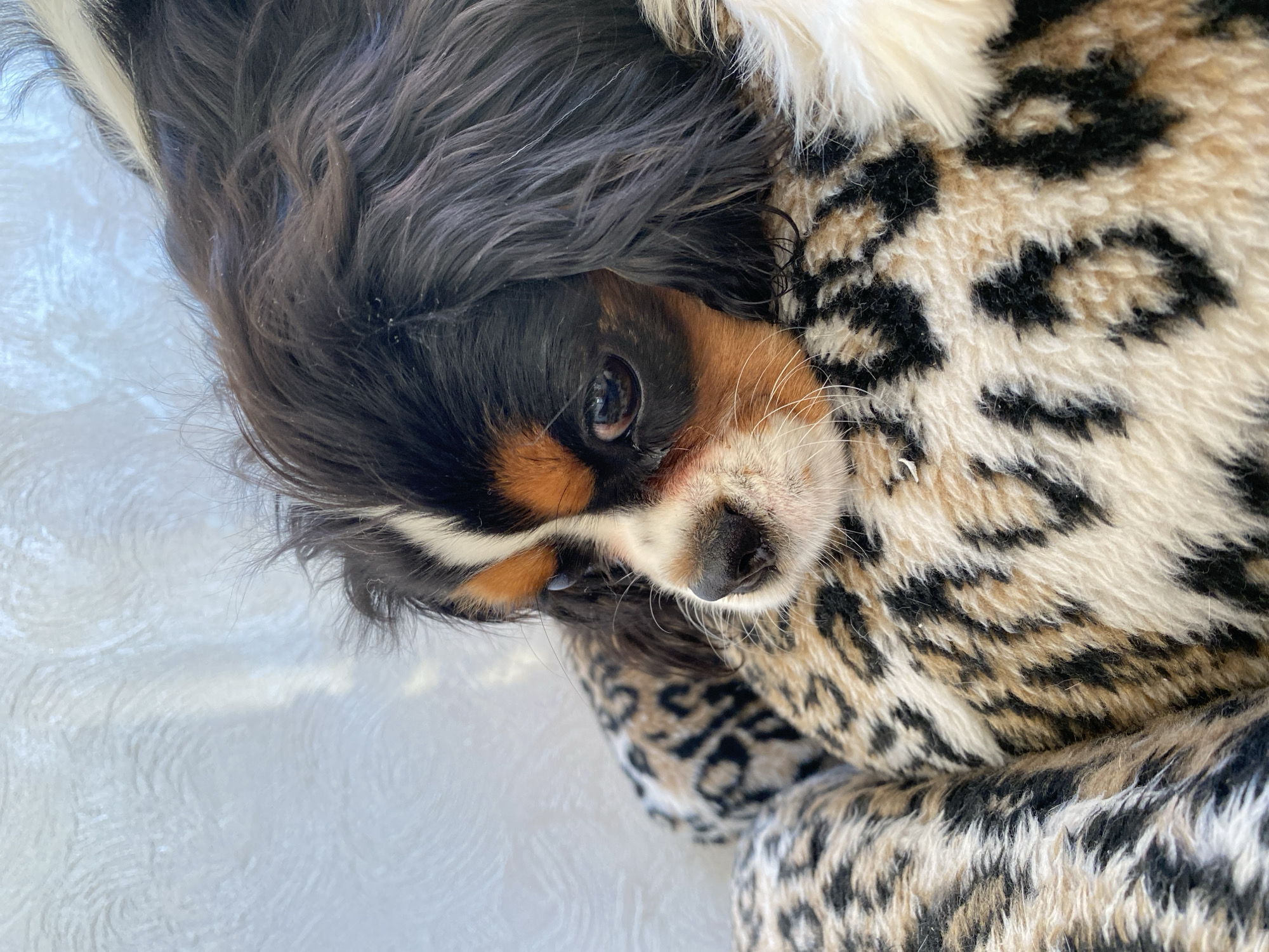 A tri-color Cavalier King Charles Spaniel is nestled in a cream and black leopard-print faux fur blanket. The dog's head is visible, with one eye open and a black nose. Part of the dog's dark, silky fur is visible. The dog is lying on a textured white surface. The location is not apparent in the image.