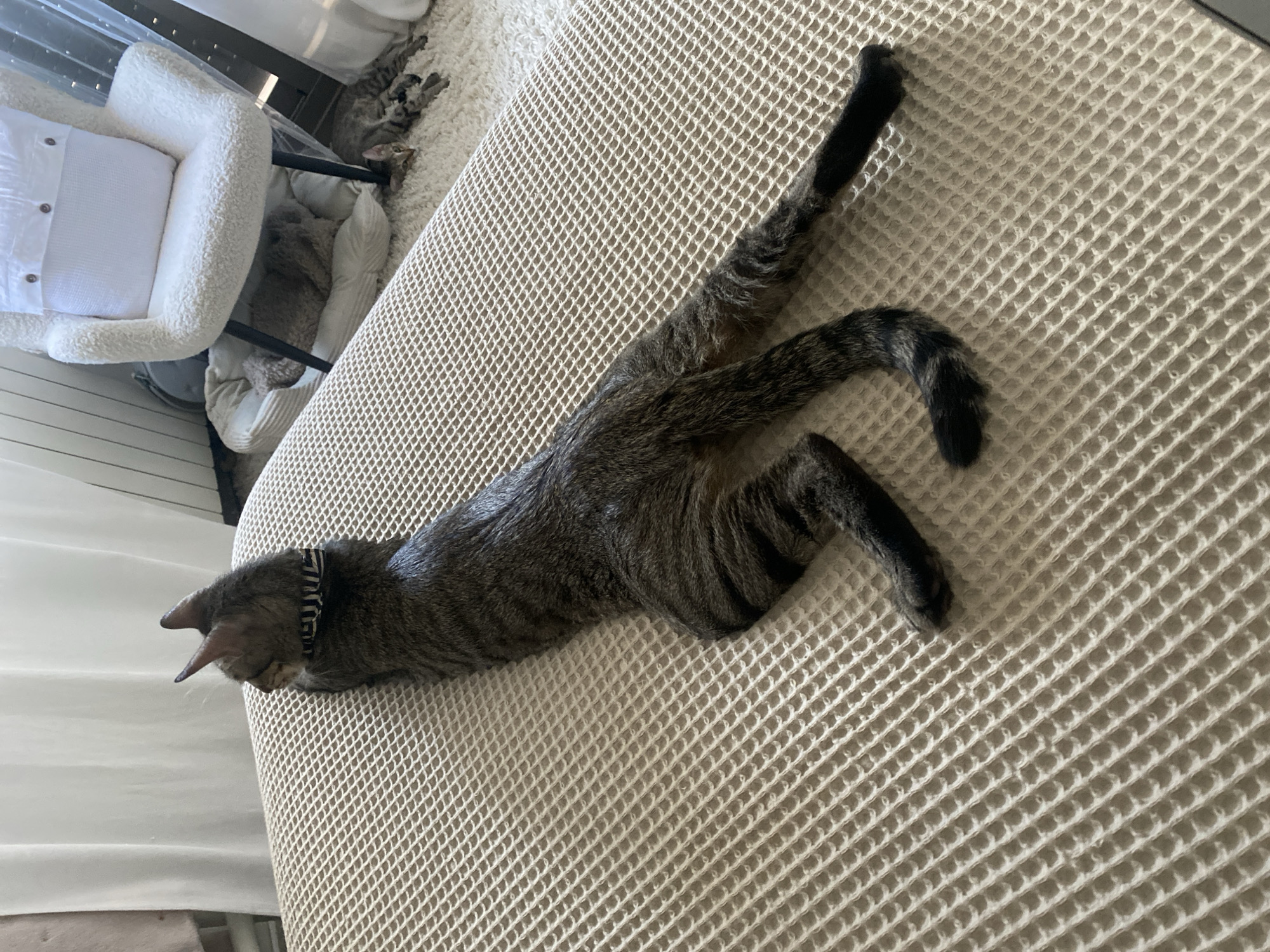 A tabby cat wearing a collar is lying on its side on a textured beige surface, facing away from the camera. The cat's body is elongated, with its hind legs stretched out. In the background, a white fluffy armchair is visible, with a white cushion on it. To the left of the armchair, a cat bed with a teddy bear is present. Further in the background, another cat is lying on a white rug. The scene appears to be indoors, possibly in a living room. There is no discernible information about the city of Mas De Moregons, Spain, or any specific actions or interactions taking place.