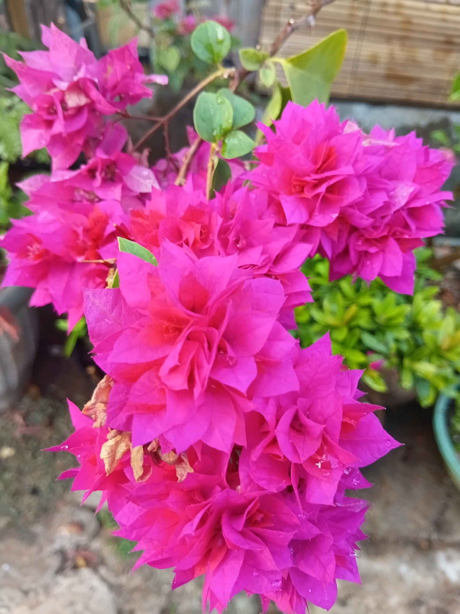 A close-up vertical shot showcases a cluster of vibrant fuchsia bougainvillea flowers. The flowers exhibit a delicate, crinkled texture with some showing water droplets on their petals. A few dried, brown bracts are visible among the fresh blooms, suggesting ongoing flowering. The background is softly blurred, revealing hints of green foliage, a textured wall or fence made of horizontal wooden planks, and a neutral-colored ground. The lighting suggests an overcast or shaded environment. The image appears to be taken outdoors in what could be a residential garden or public space within Cikal, Indonesia, given the typical flora and setting often found in such locations.