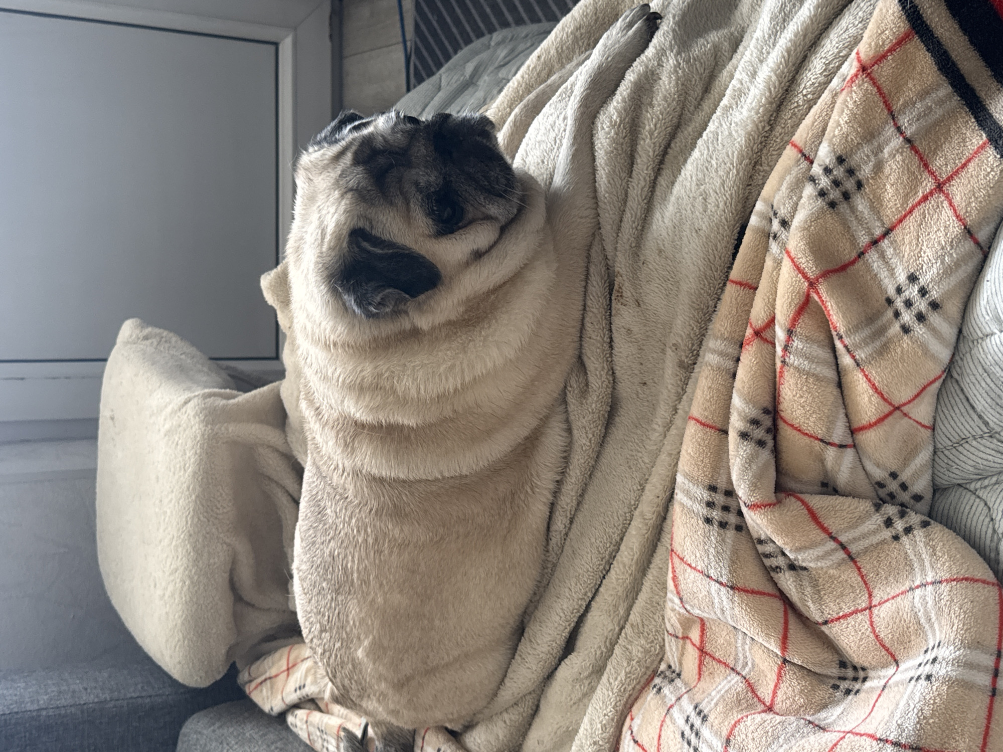 A pug dog is lying on a blanket indoors. The dog is light tan with black markings around its face and ears. It is resting on a beige, fluffy blanket. In the foreground, another blanket with a plaid pattern of beige, red, and black lines is visible. The background shows a grey sofa and a window or door frame. The scene appears to be in a residential setting.