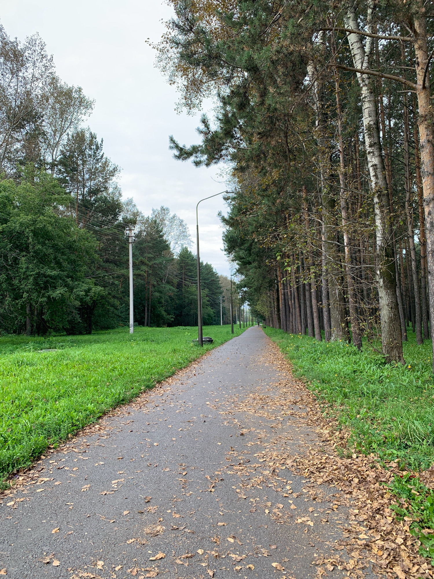 The image depicts a paved pathway in a park setting, lined with trees on the right and lush green grass on the left. The pathway is covered with fallen leaves, indicating an autumn season. Several tall, slender trees, including birch trees with their characteristic white bark, stand along the right side of the path. In the background, more trees form a dense forest. A lamppost is visible along the pathway in the middle distance, and another in the far distance. A power pole with wires is situated on the left side of the path, amidst the trees and grass. The sky is overcast with a pale, cloudy appearance. The overall scene suggests a tranquil outdoor environment suitable for walking or cycling. Based on the provided information, this location is identified as a park in the city of Prokopyevsk, Russia.