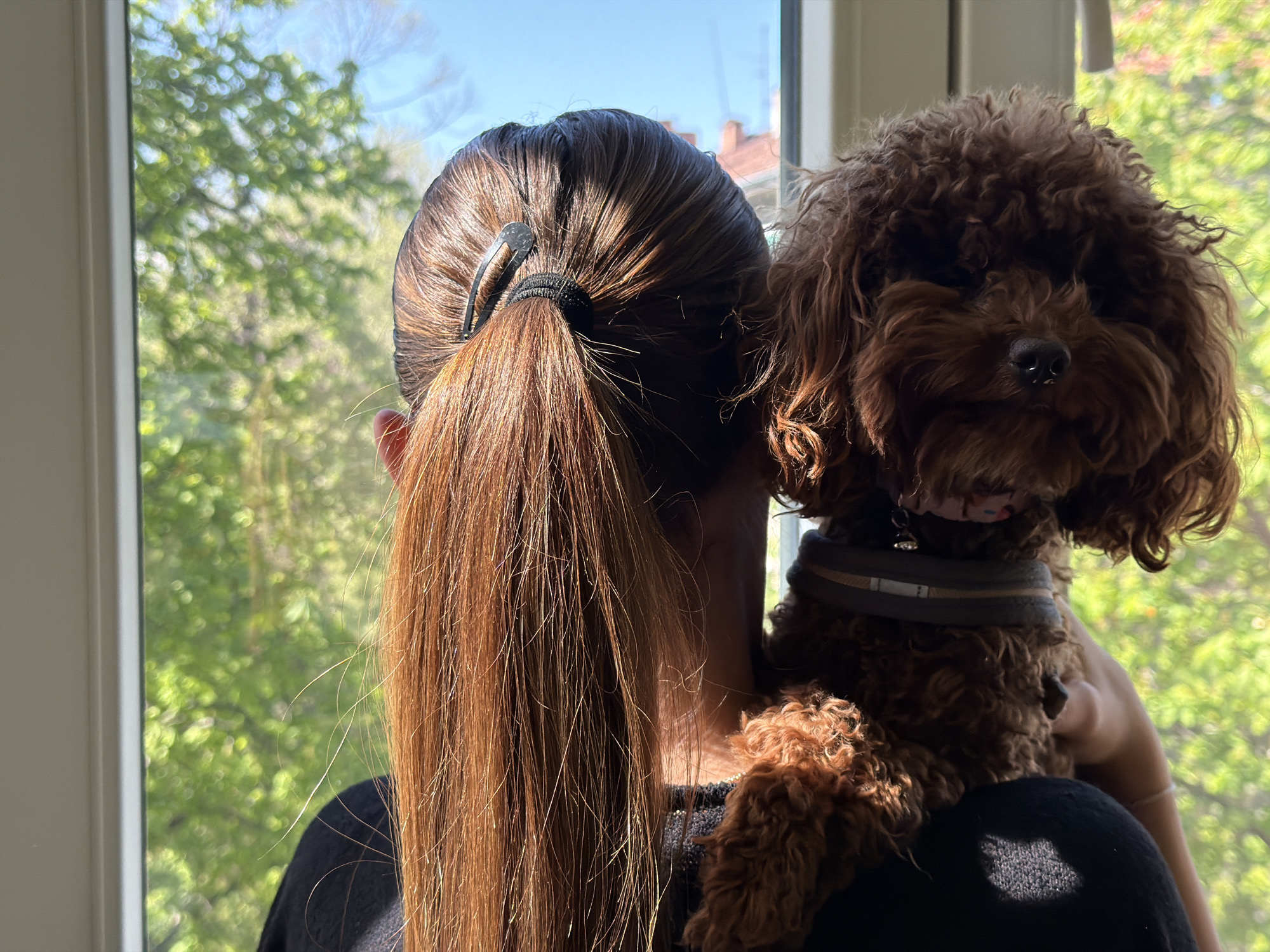 A medium shot shows a woman from behind with a brown poodle perched on her shoulder, both looking out a window. The woman has long, reddish-brown hair pulled back into a ponytail secured with a black hair tie. The hair is parted on the top of her head and is neatly combed back before falling into the ponytail. A black bobby pin is visible on the side of her head near the hair tie. She is wearing a black shirt.
The poodle is a dark brown color with curly fur and a tan harness around its chest. Its face is visible, including its eyes, nose, and mouth. It appears to be calm and looking forward.
The woman and the poodle are positioned in front of a large window, through which green trees and foliage can be seen, suggesting it is outdoors or in a park. A few buildings can be distinguished. The location is in Sofia, Bulgaria.