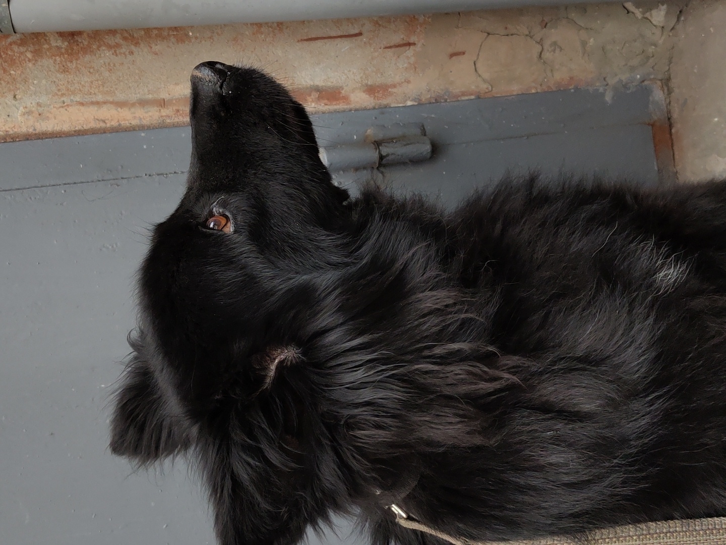 A medium shot captures a fluffy black dog looking to the right, its head turned away from the camera. The dog's fur is dense and appears slightly messy, with some lighter hairs mixed in. Its eyes are brown and alert, and its ears are perked up. The dog is wearing a leash or harness made of woven material. The background consists of a gray door with visible hinges and a textured, light-colored wall with cracks. A vertical pipe or post is also present on the right side of the image. The lighting suggests an outdoor or semi-outdoor setting, potentially an alleyway or entrance.