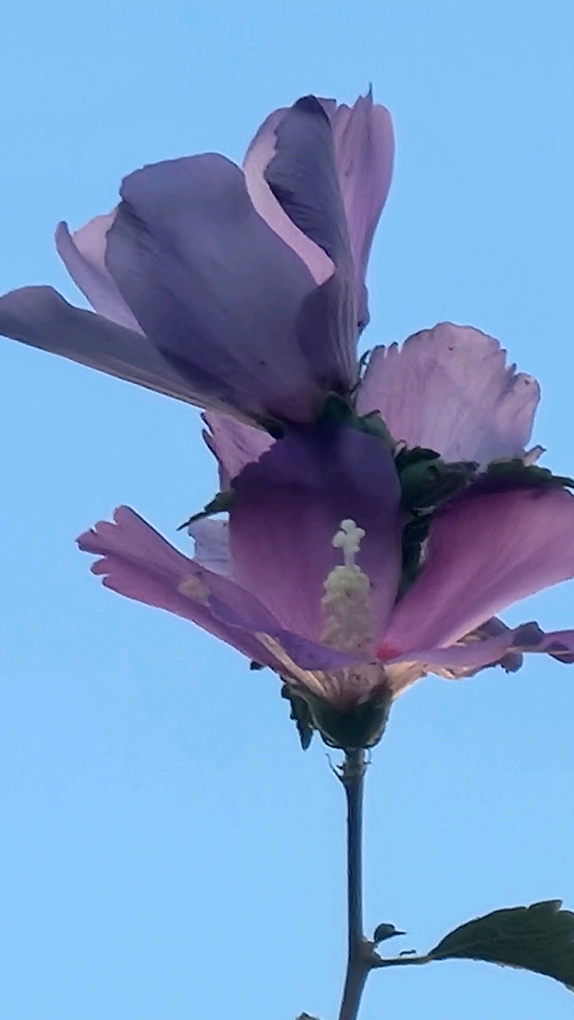 The image shows a close-up of two purple hibiscus flowers against a clear blue sky. The flowers are positioned in the foreground, with their petals and stamen clearly visible. The lighting suggests it is daytime, possibly late afternoon due to the soft glow. The background is a solid expanse of pale blue sky, with no discernible features. The image is framed vertically, emphasizing the height of the flowers. There are no people or any man-made structures visible in the image. The scene is natural and serene. The location in Sant Joan Les Fonts, Spain, is not visually evident from the image itself.