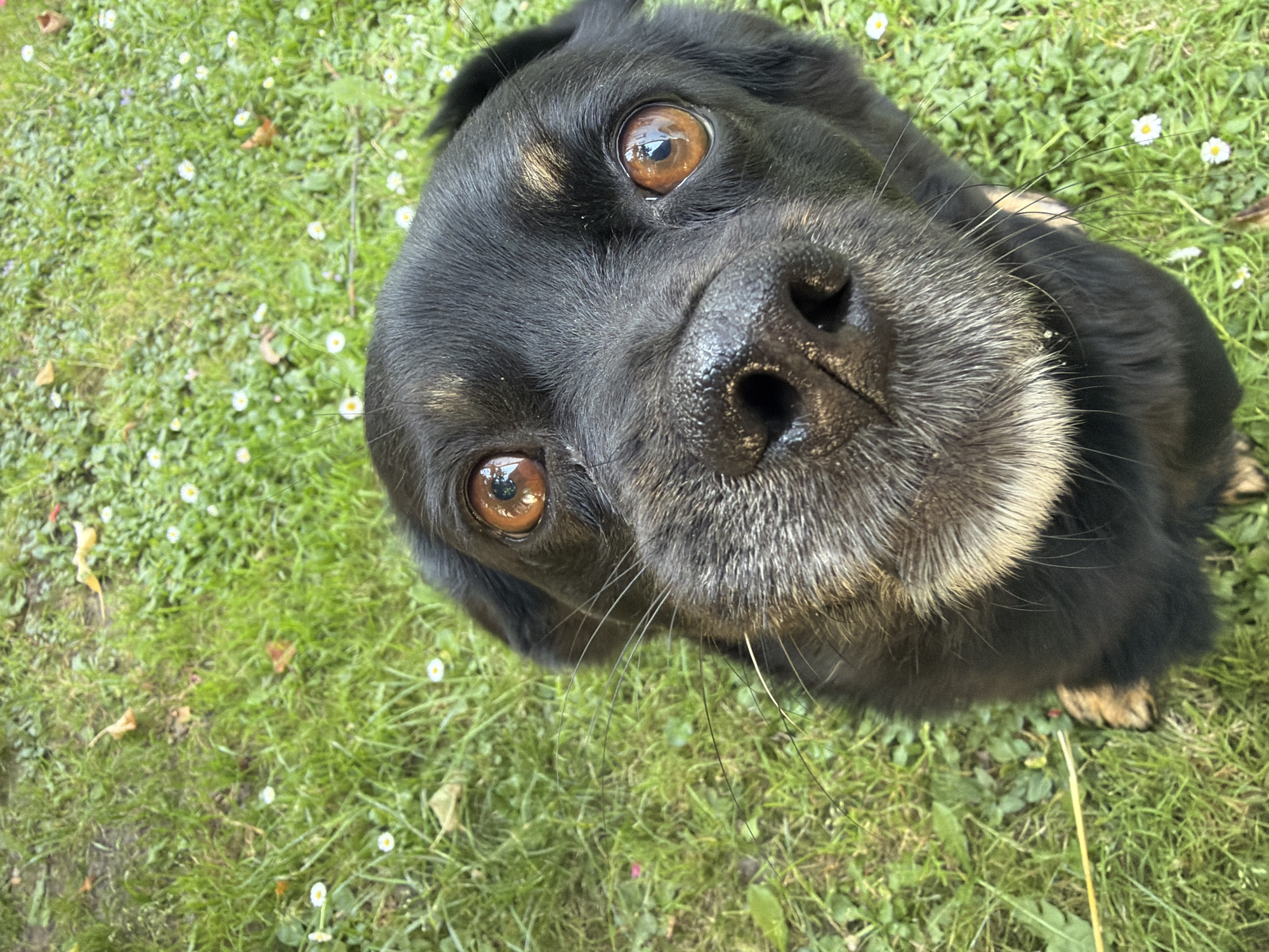 An extreme close-up shot shows the face of a black dog with light brown eyes. The dog is looking directly at the camera, with its nose close to the lens. The dog's snout is greyish-white and speckled with black hairs. The background is a blur of green grass with small white flowers and fallen leaves. The lighting suggests it is daytime outdoors. There are no people or man-made structures visible in the frame. The image appears to have been taken from a slightly elevated, downward-facing angle.