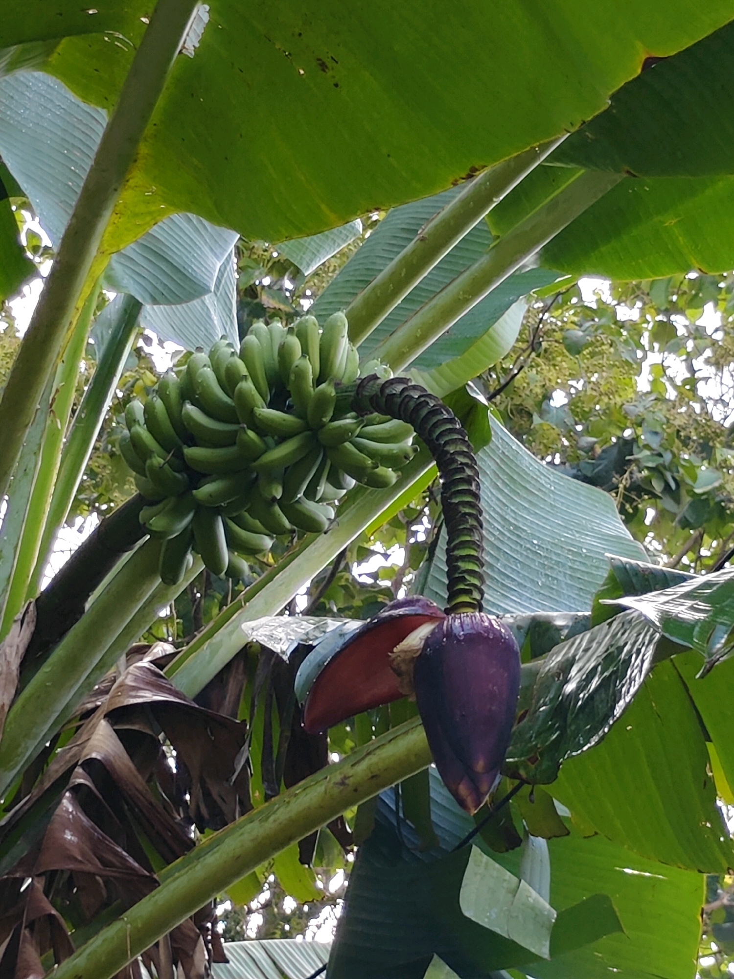 A bunch of unripe green bananas hangs from a stalk, curving downwards towards a large, dark purple banana blossom. The blossom has reddish-purple outer leaves and a lighter interior. The scene is set amongst lush green banana leaves, some of which are broad and ribbed, while others are dry and brown, suggesting a natural environment. The background shows dappled sunlight filtering through trees, indicating an outdoor setting. The image was captured in Mu Si, Thailand.