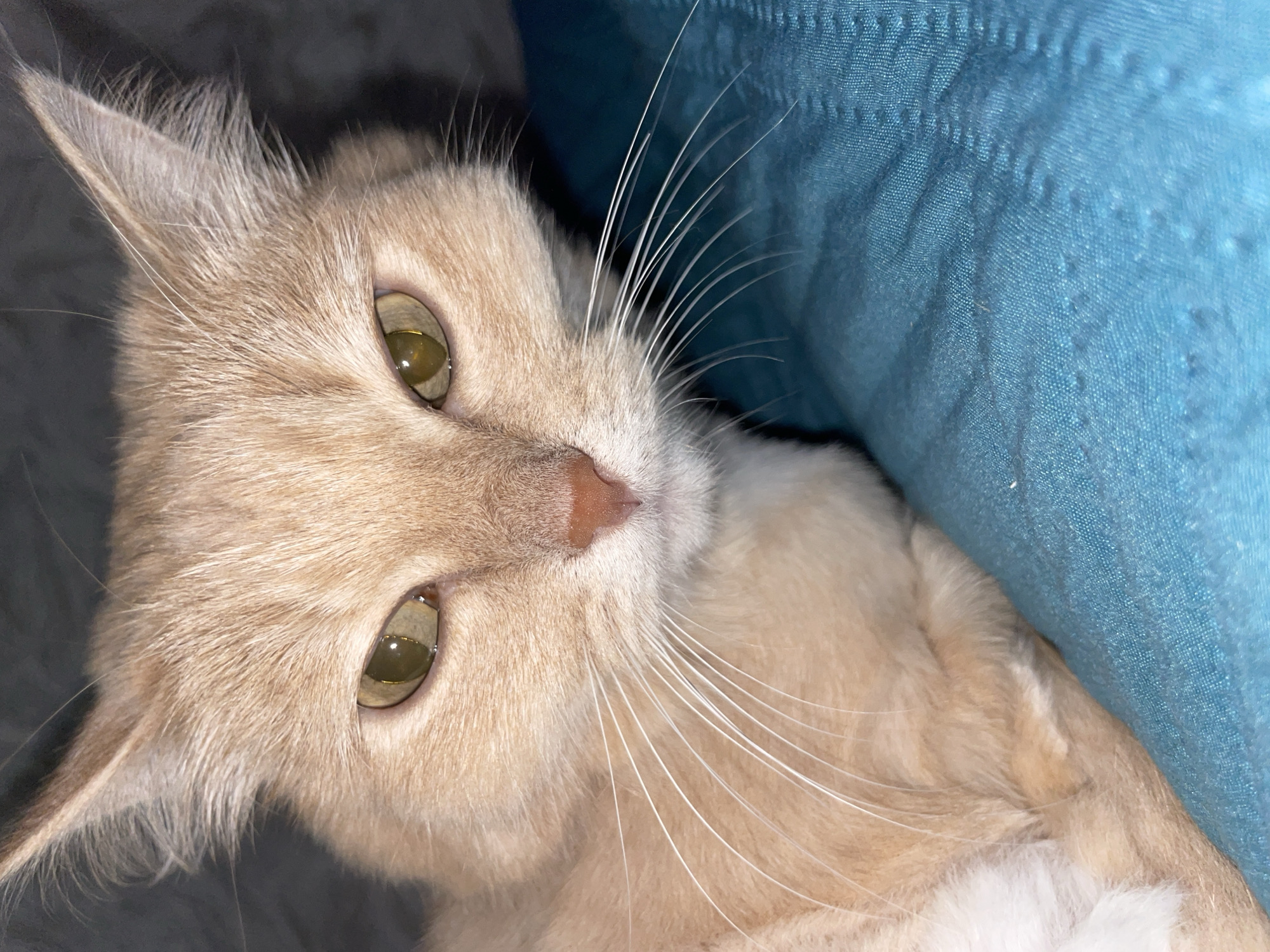 A close-up shot shows a light orange cat with green eyes and white whiskers. The cat is lying on what appears to be dark grey bedding, with a blue pillow partially visible behind it. No people or indications of the city of Chaikovsky, Russia, are present in the image. The cat's face is tilted slightly, giving the impression it is looking at the viewer.