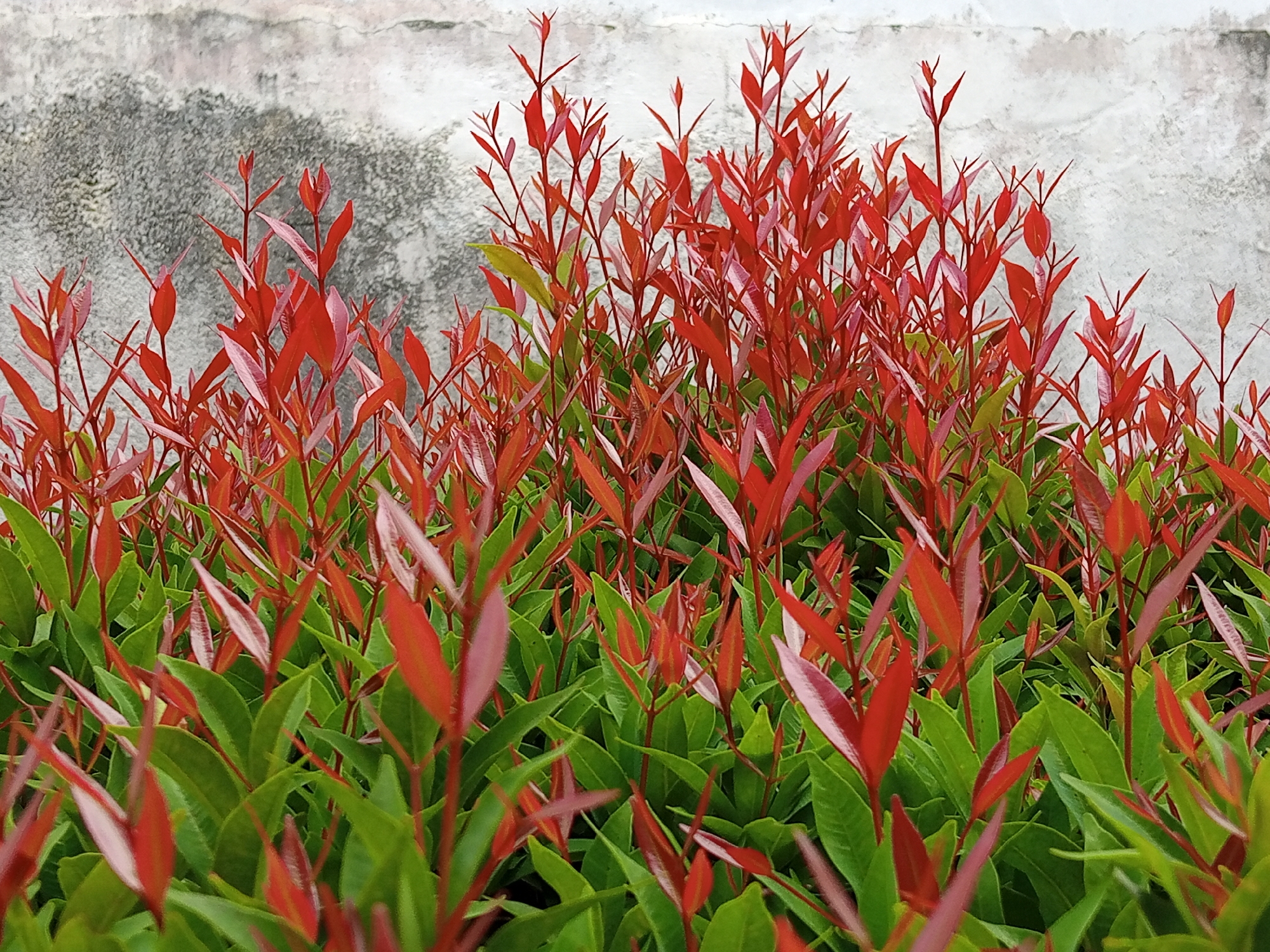 A close-up shot captures a dense cluster of vibrant green leaves topped with bright red foliage. The plants are situated in front of a textured, weathered grey wall. The image is taken outdoors in Bireuen, Indonesia, likely in a garden or park setting. The focus is entirely on the plant life, with no people or animals present. The lighting suggests it is daytime, with soft, diffused light illuminating the scene.