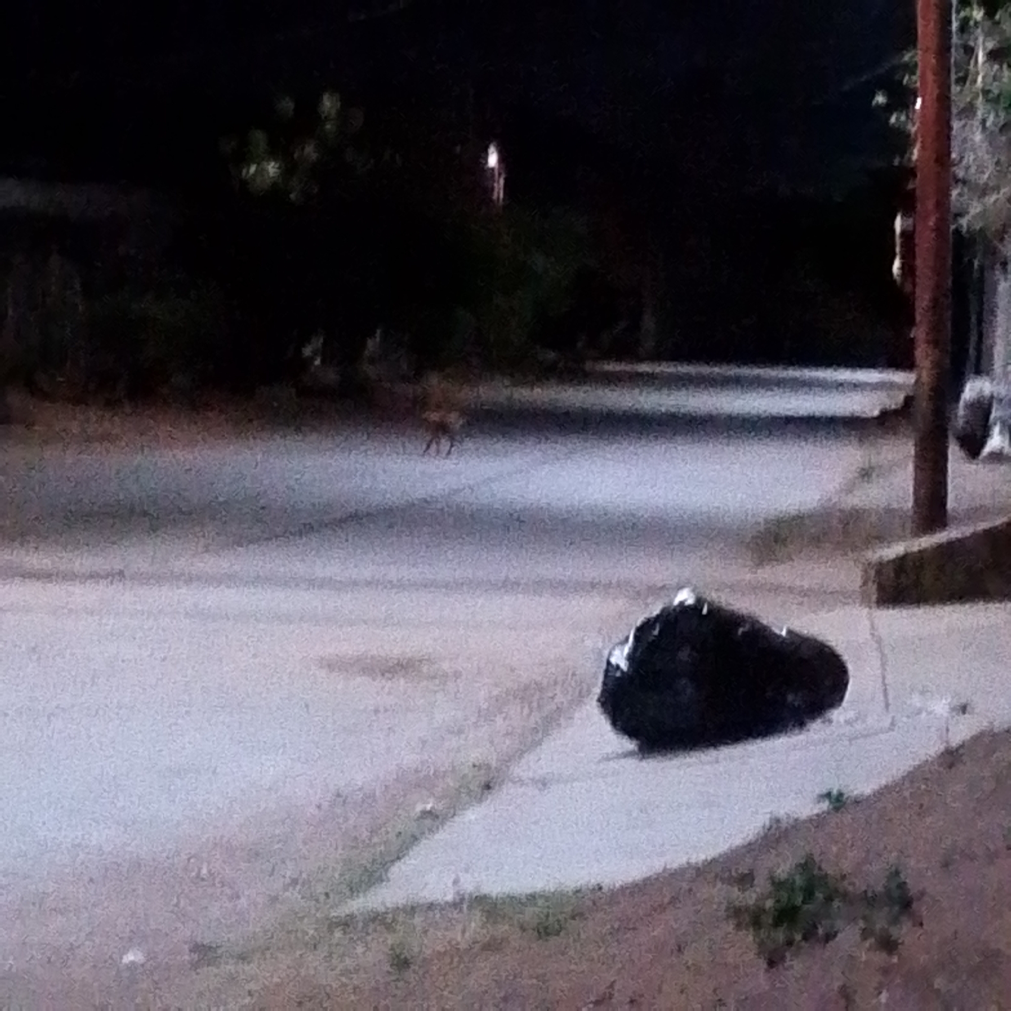 The image depicts a dimly lit street in Altagracia, Venezuela at night. A black plastic bag sits on the sidewalk in the foreground. In the middle ground, a four-legged animal, possibly a dog, is visible on the road. A utility pole stands on the right side of the frame. In the background, trees and vegetation line the side of the road, with a faint light source visible further down the street. The overall scene is dark and quiet.