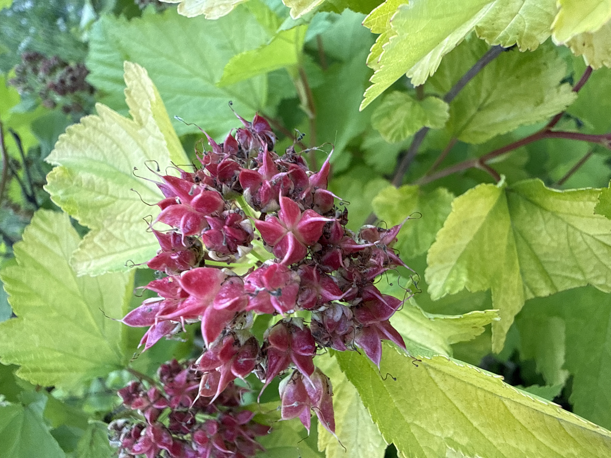 A close-up, overhead shot captures a cluster of withered, deep pinkish-red flower seed heads with delicate, curly tendrils against a backdrop of vibrant green and lime-green leaves. The flower heads are clustered together, with some individual seed pods displaying star-like formations. The leaves are varied in color, ranging from deep green to a lighter, almost chartreuse hue, with some showing serrated edges. The background is slightly blurred, suggesting a natural outdoor environment, possibly a garden or park. The lighting is even, with no harsh shadows.