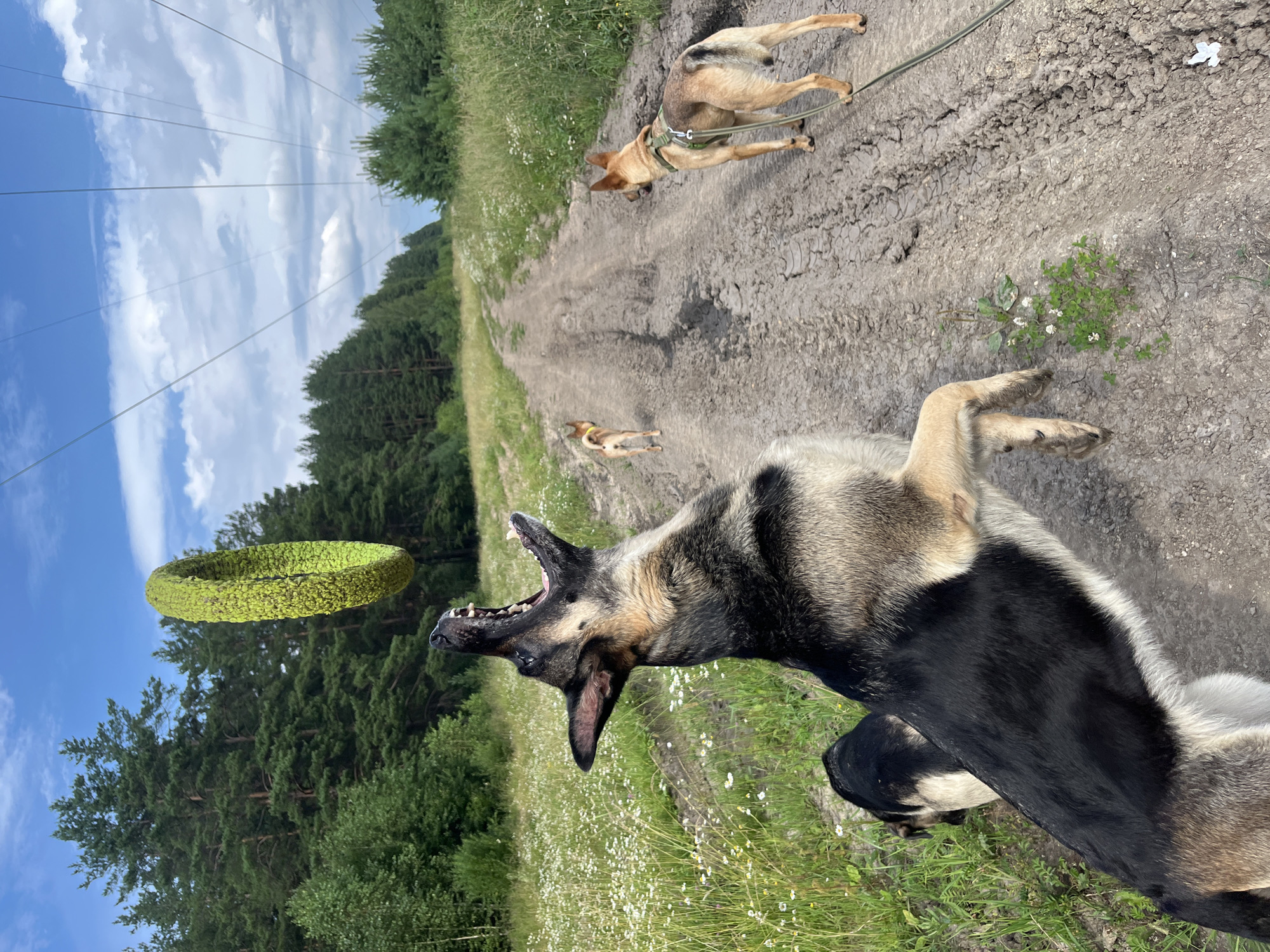 A German Shepherd dog is captured mid-air, leaping to catch a green, textured ring toy that is suspended above its open mouth. The dog's front paws are extended upwards, and its mouth is wide open in anticipation. Behind the German Shepherd, another smaller dog with tan fur is visible in the background, also facing away from the camera. Further down a dirt road, a third tan-colored dog is on a leash, facing away from the camera and towards the left side of the frame. The dogs are positioned on a dirt road that appears to be in a rural or wooded area. The road is flanked by green grass and wildflowers on the left and right sides. In the distance, a dense forest of pine trees lines the edge of the road. Overhead, a bright blue sky is visible with scattered white clouds, and power lines stretch across the upper portion of the image. The scene appears to be a playful outdoor activity with dogs in a natural setting.